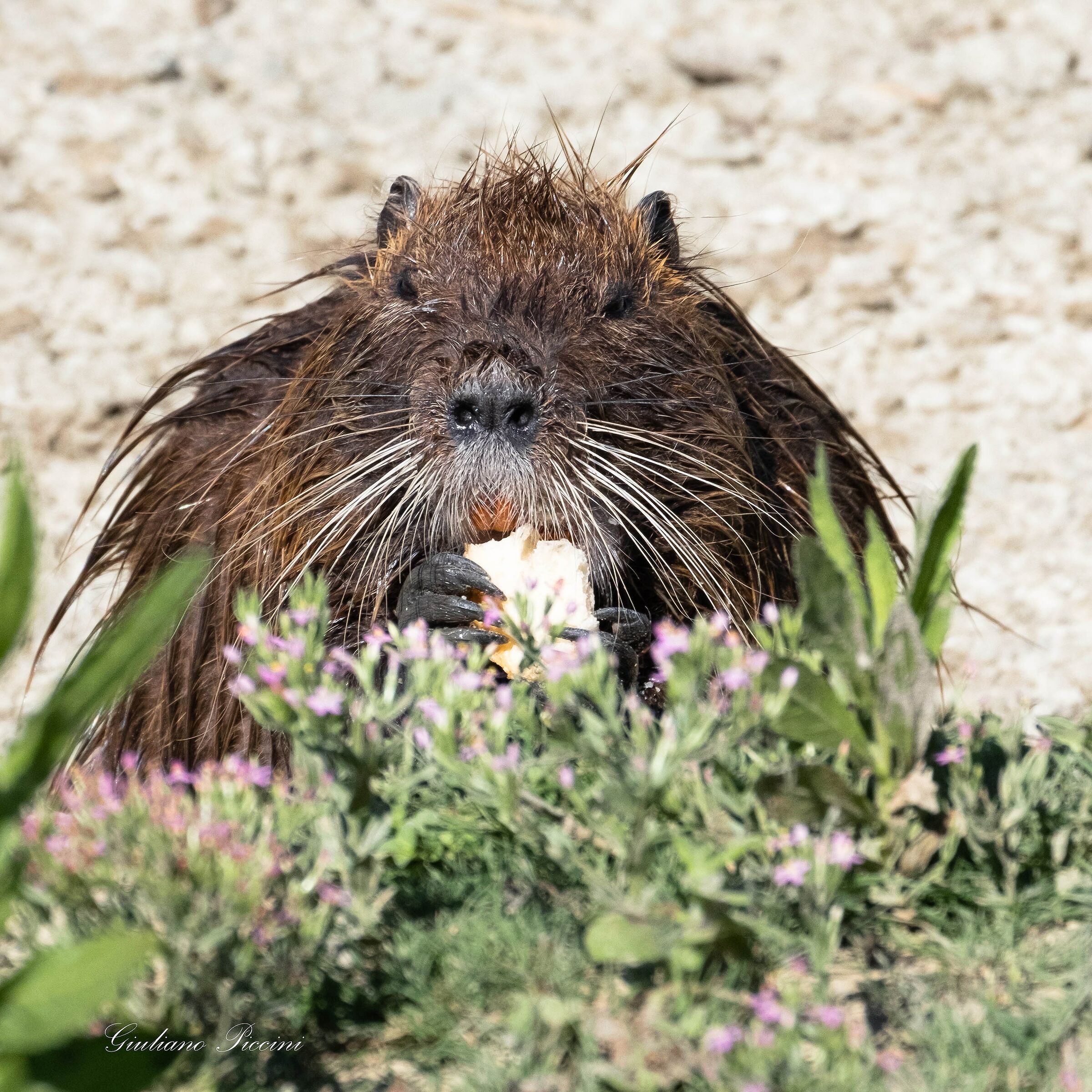 Nutria