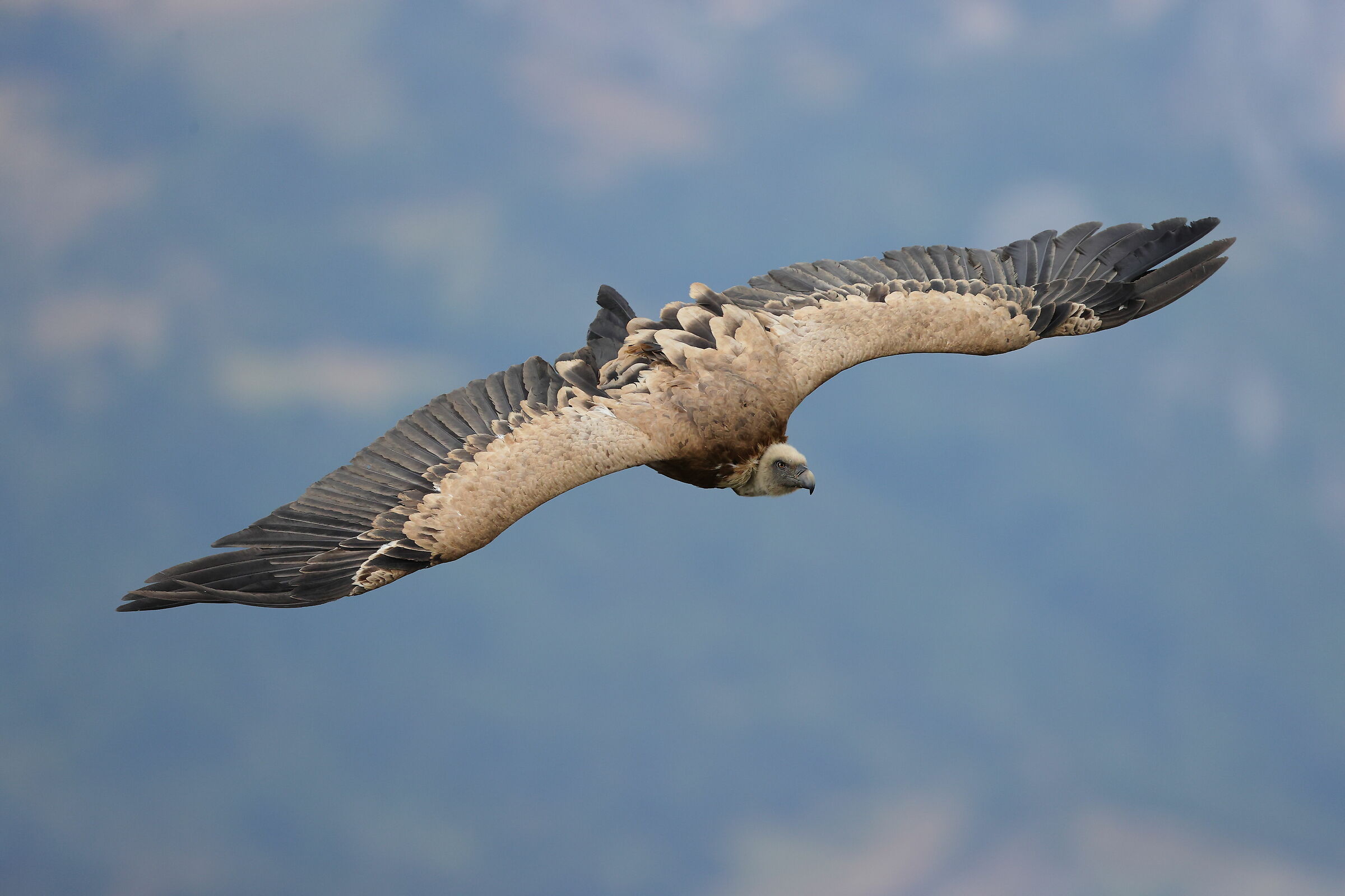 Grifone (Gyps fulvus)
