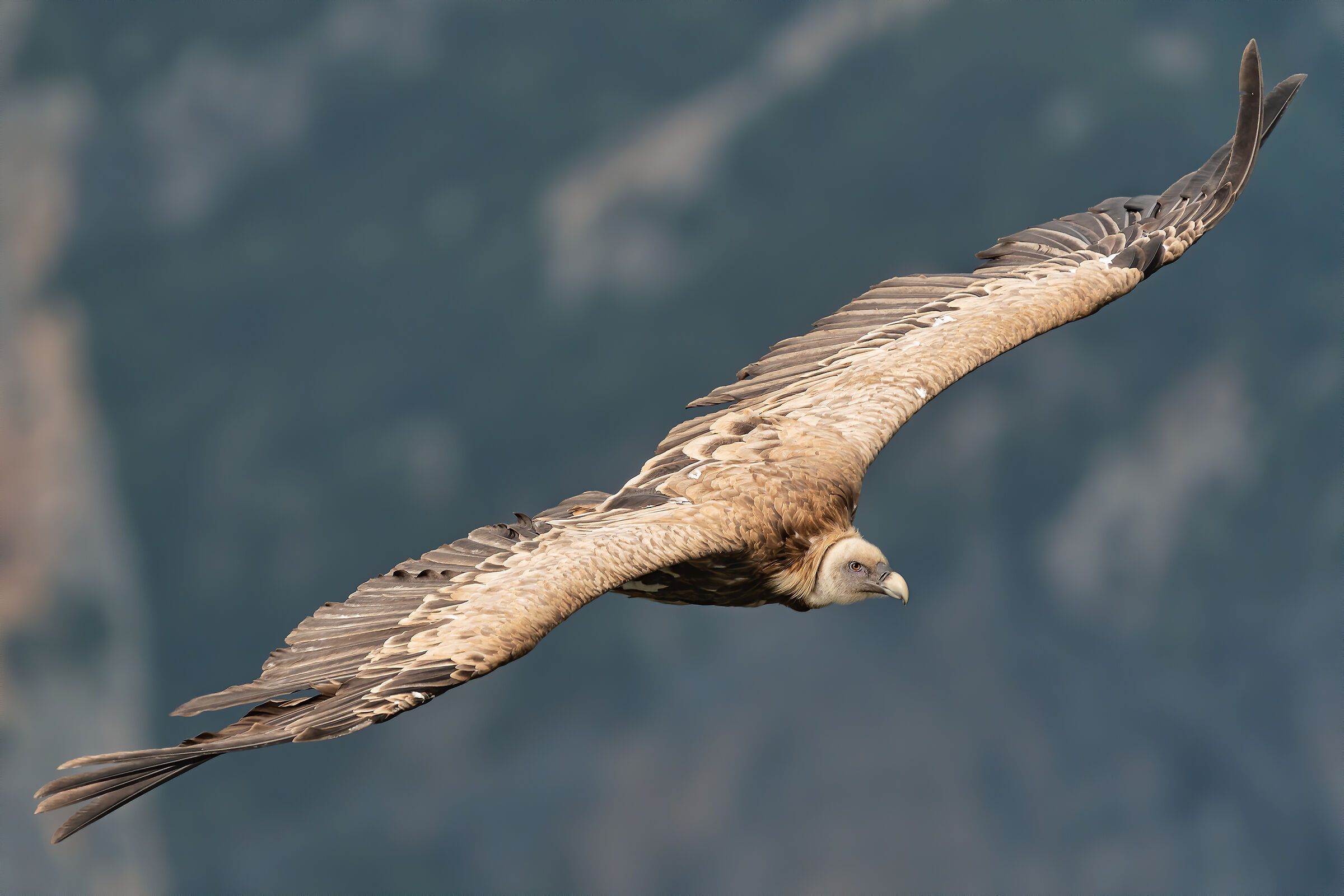 Flying in the Verdon Gorges