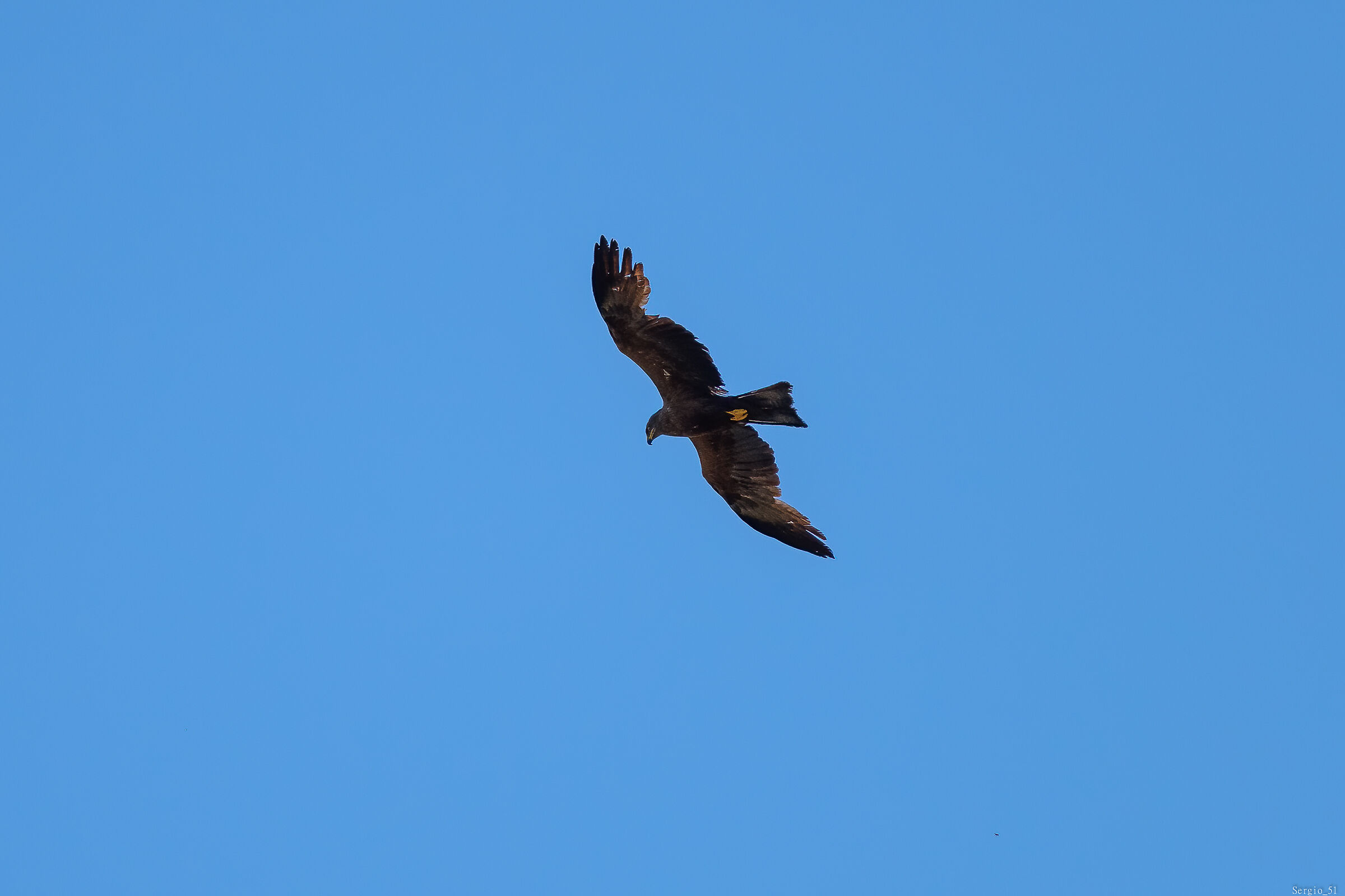 Brown kite