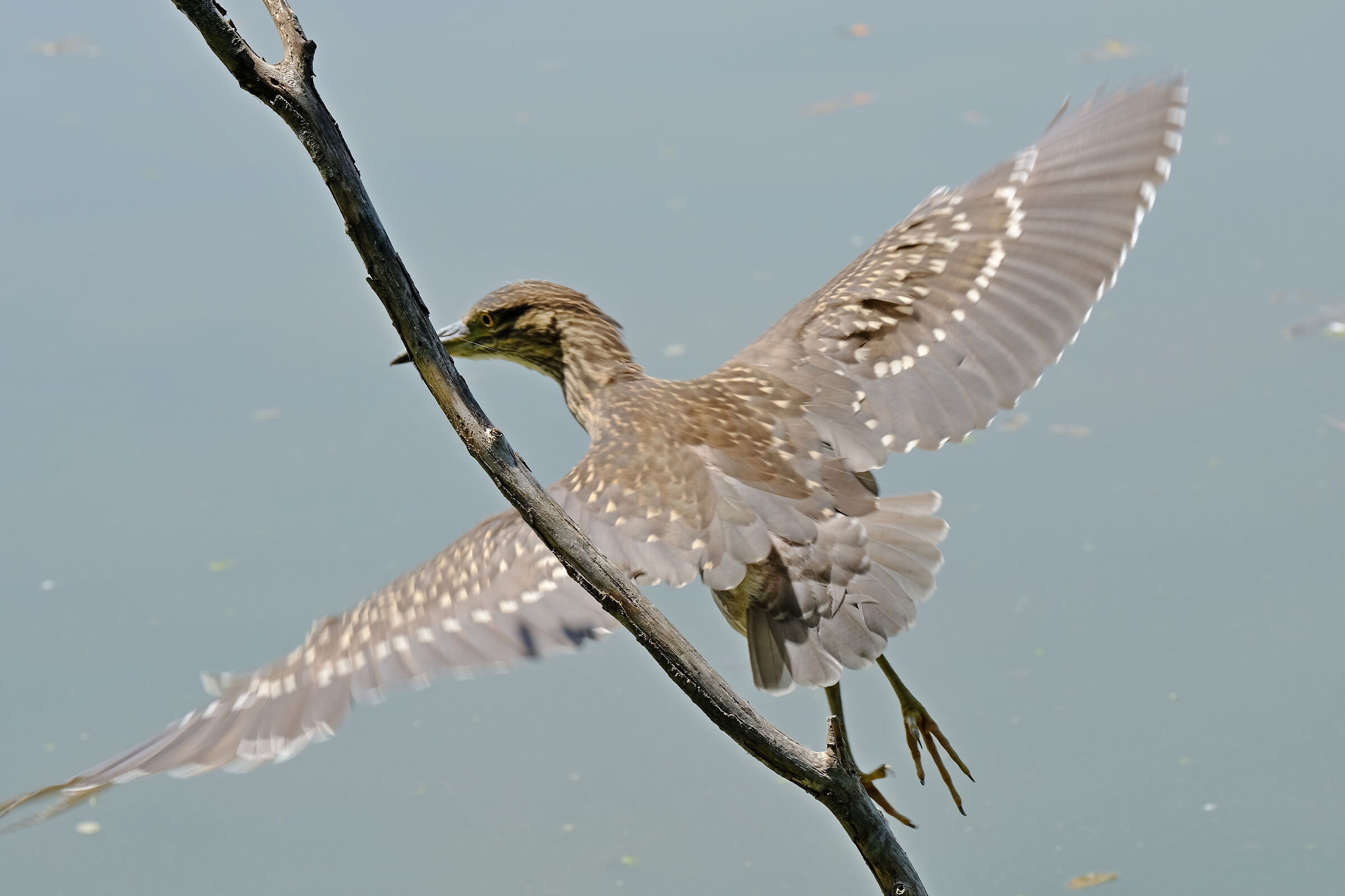Tufted sgarza - the flight