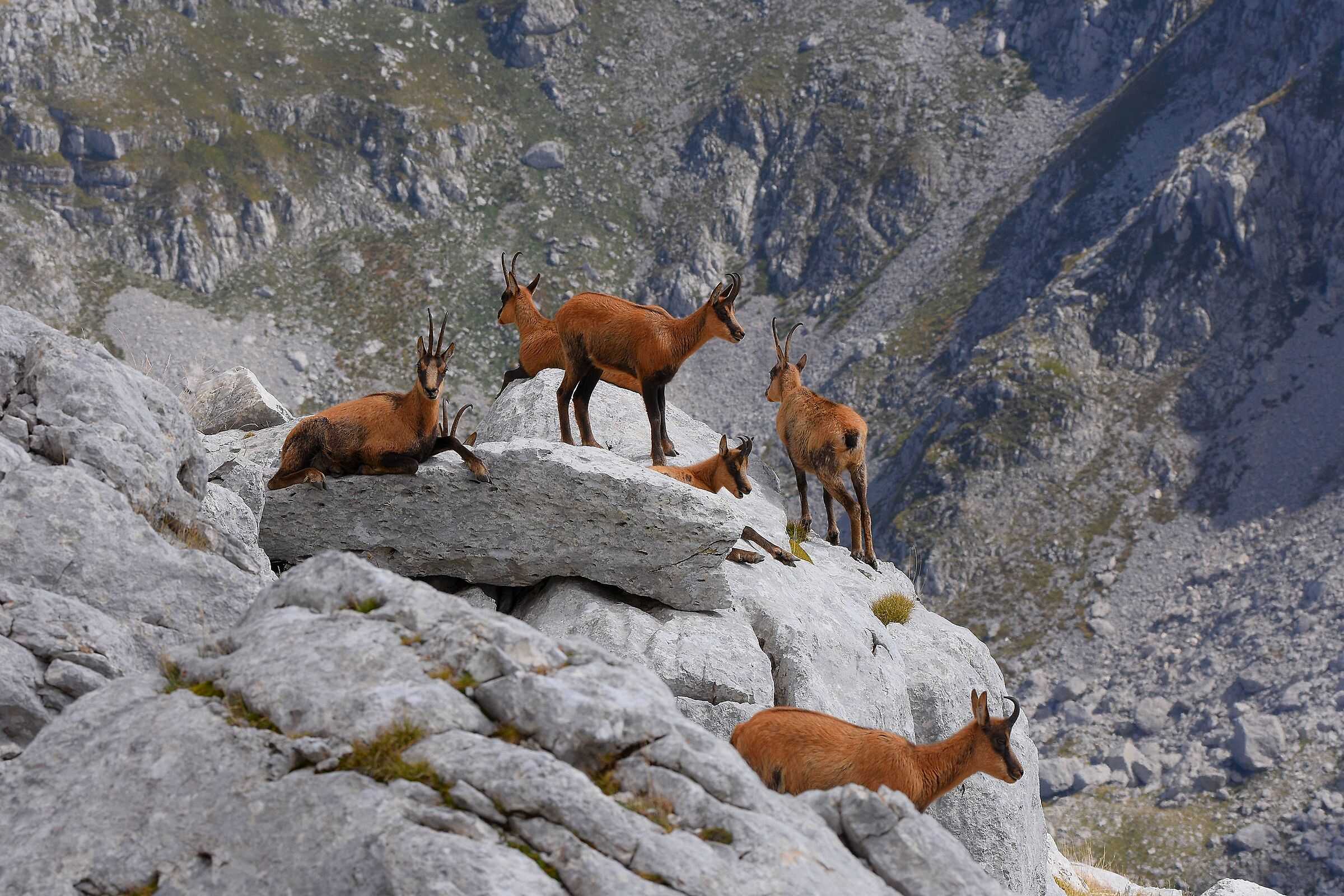 Rupicapra pyrenaica ornata