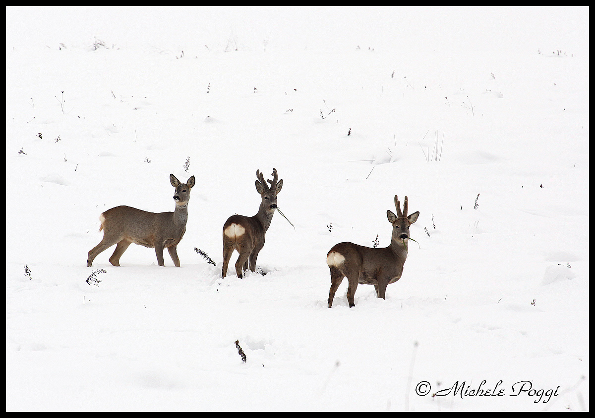 Interruptus meal .....