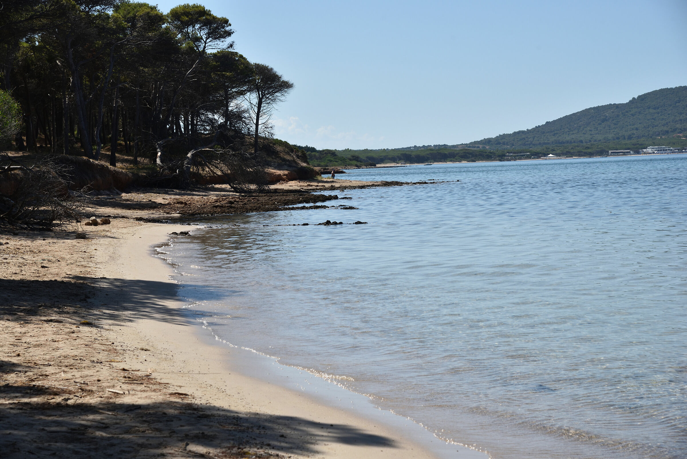 Pineta di Mugoni (ss)