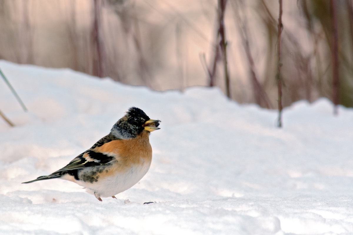 Ultime notizie dalla mangiatoia