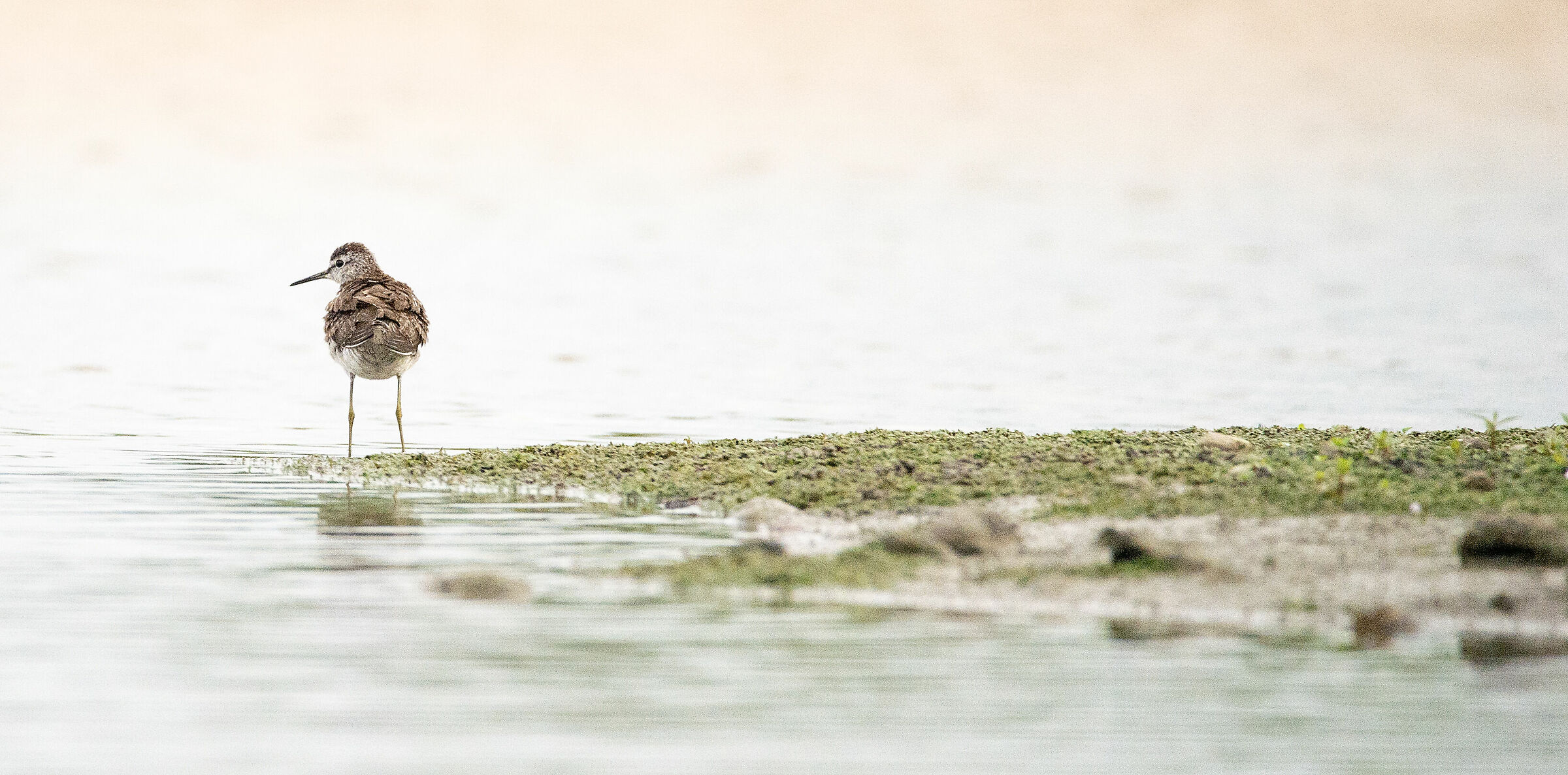 Piro Piro boschereccio nel Vercellese Cascina Spinola