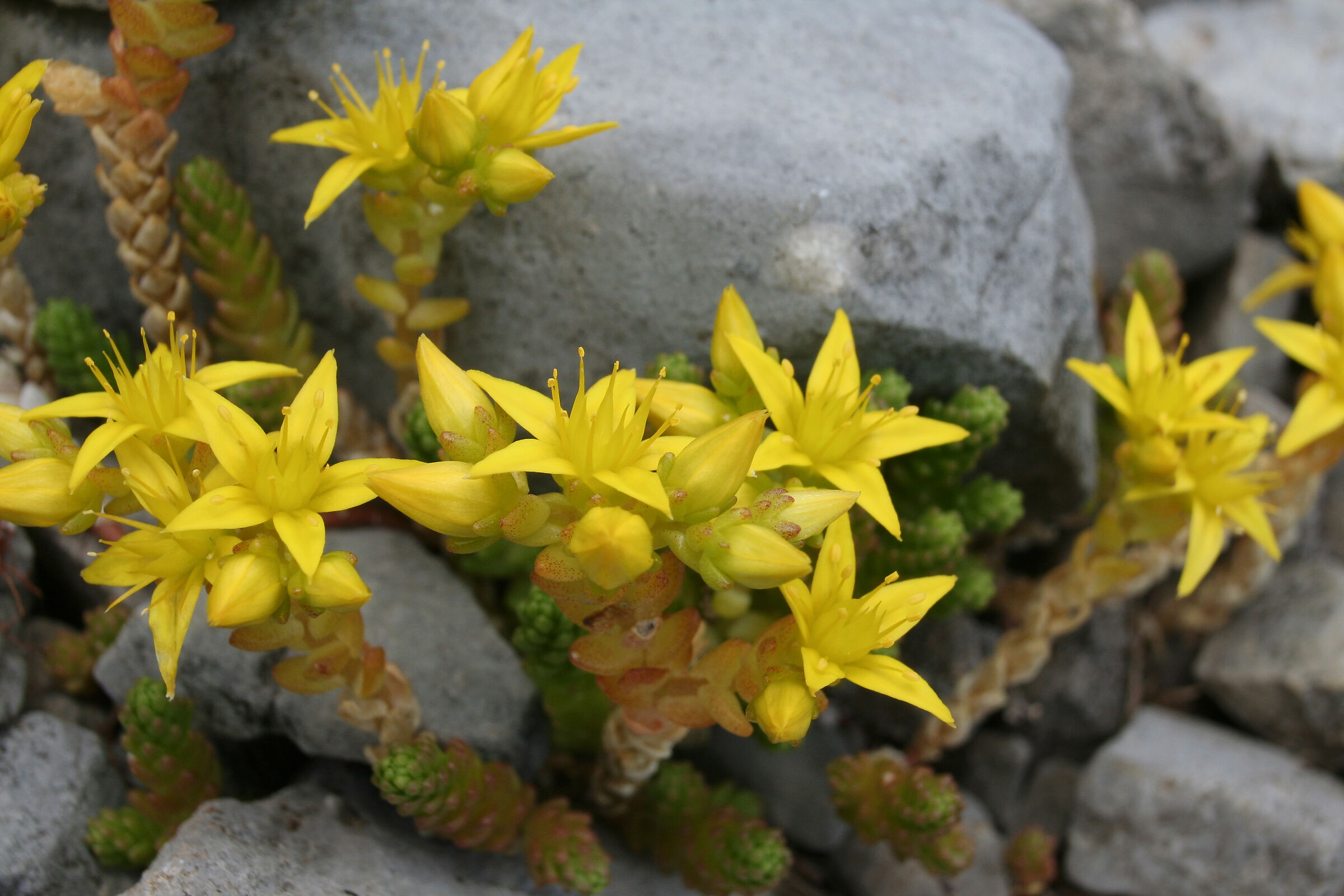 Borracina acre - Sedum Acre