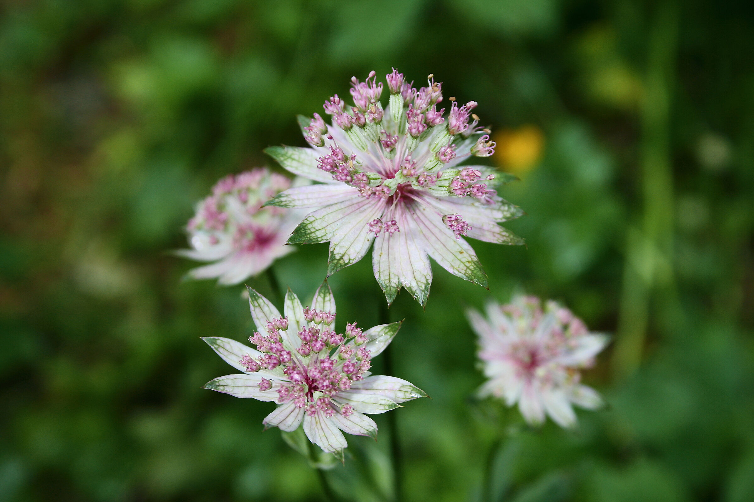 Astrantia