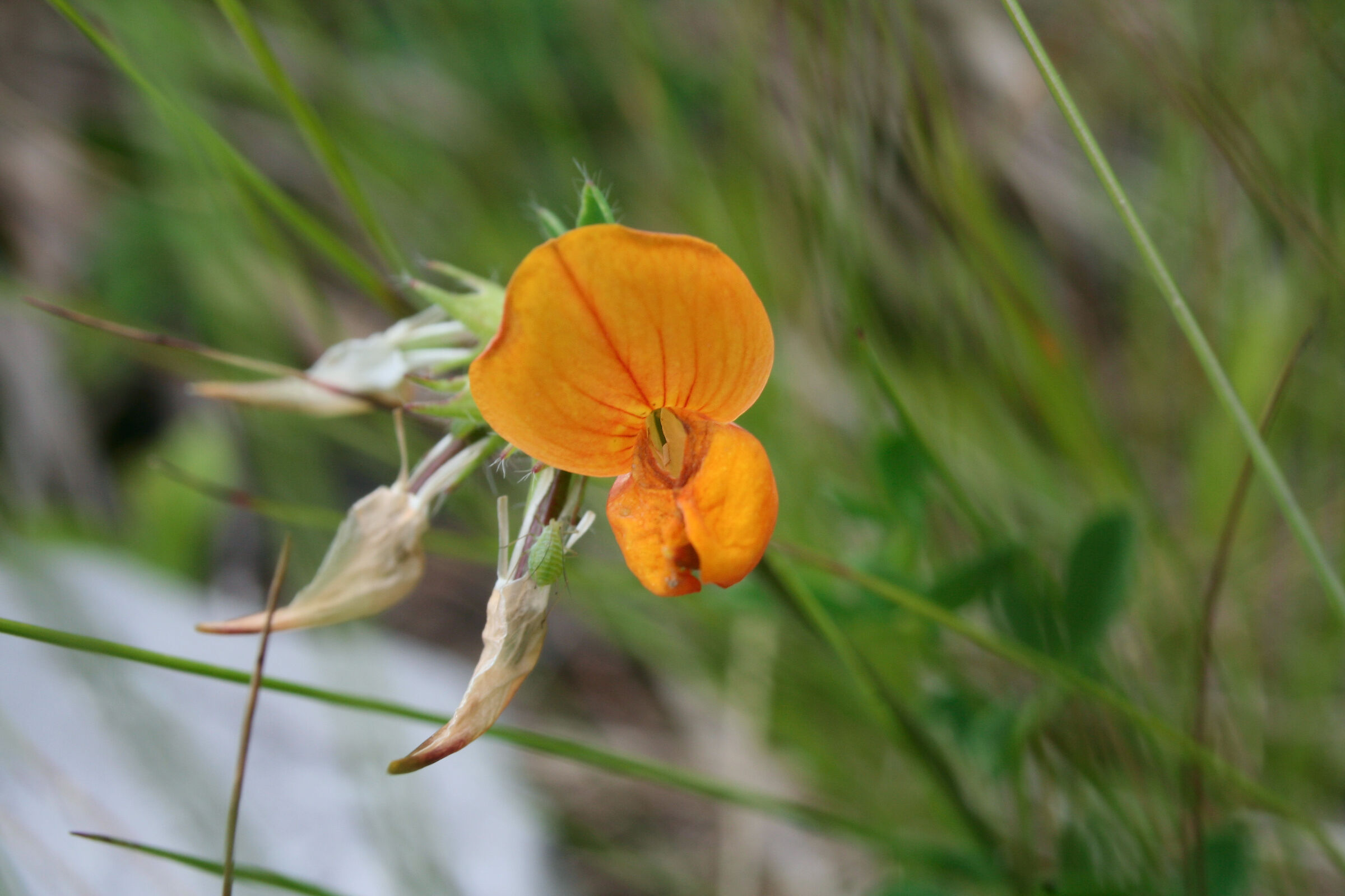 Small Alpine orchid, 6-7 mm