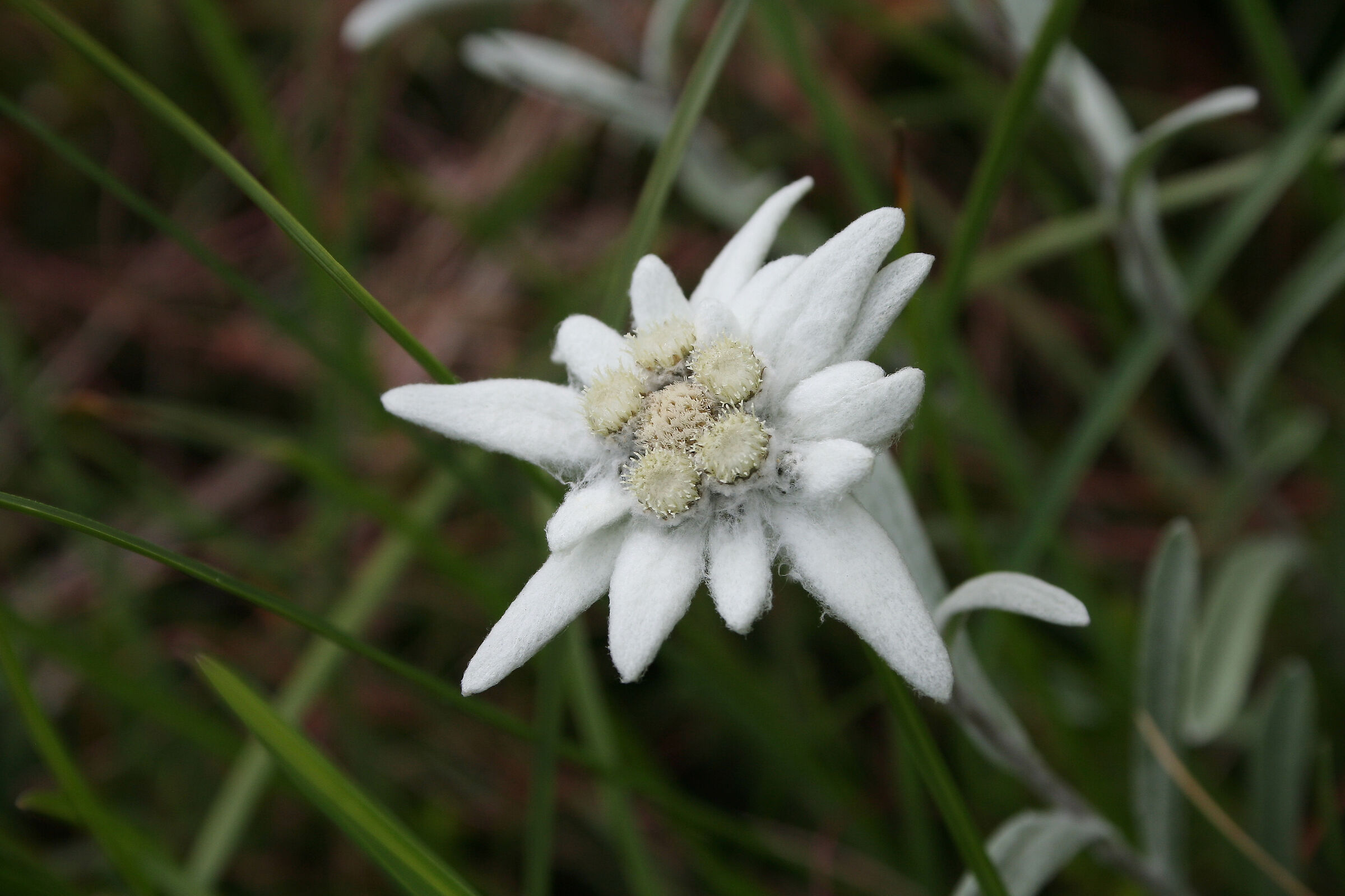 Edelweiss