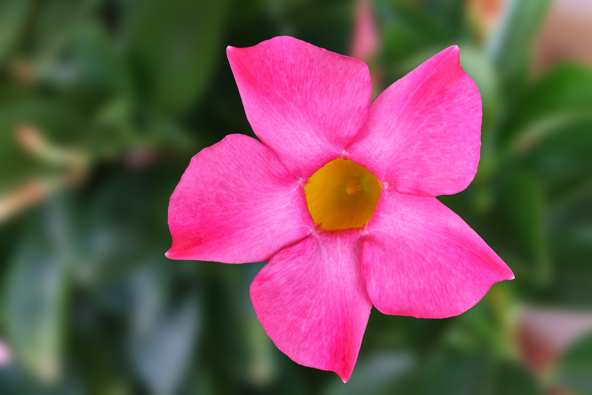 Dipladenia