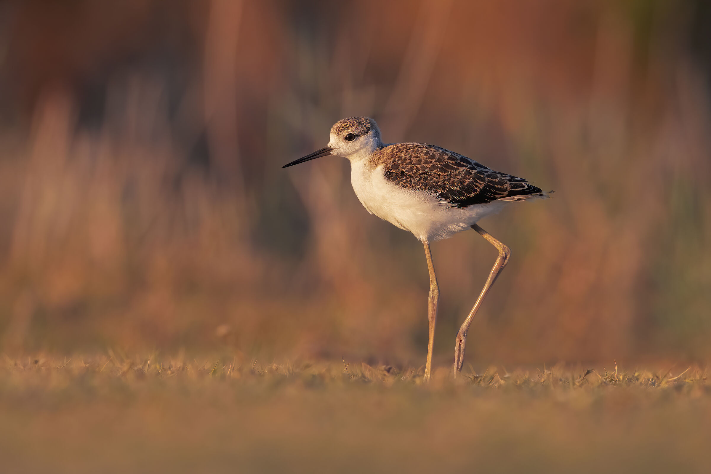 knight of Italy juv
