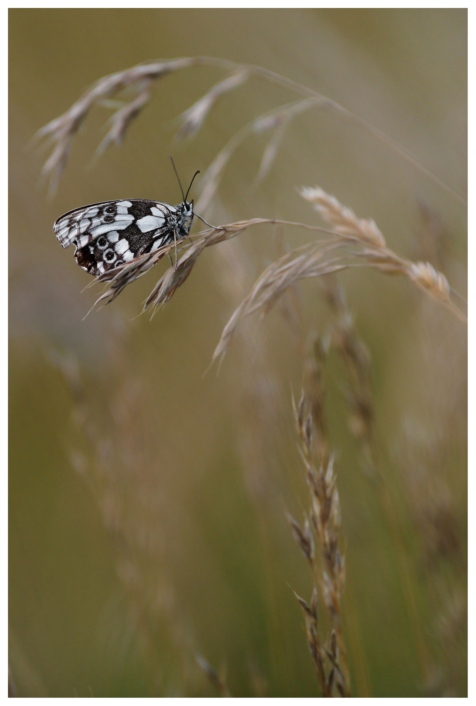 Lightness. She is...