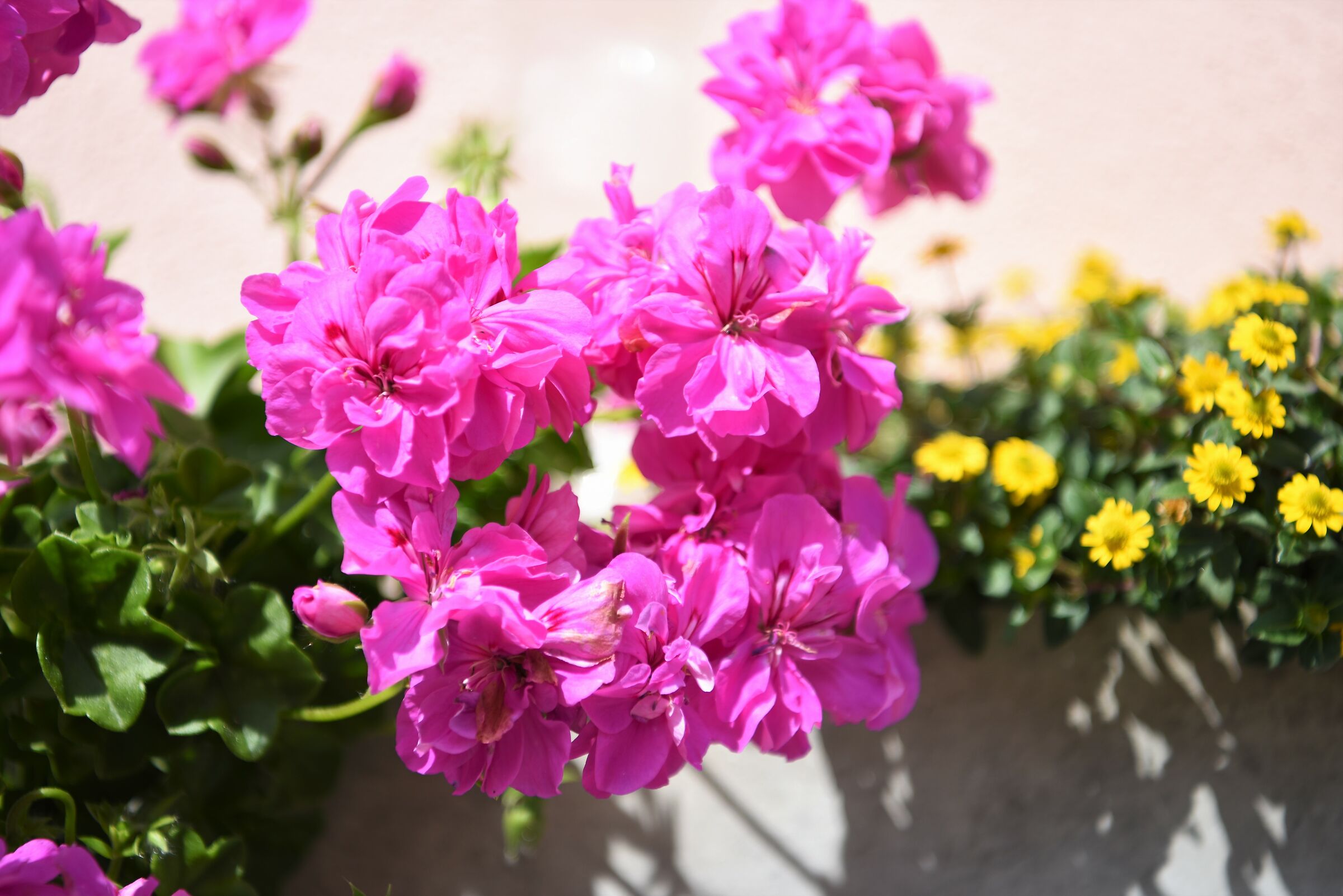 Fioirellini a San Carlo - Valle Maggia - Svizzera
