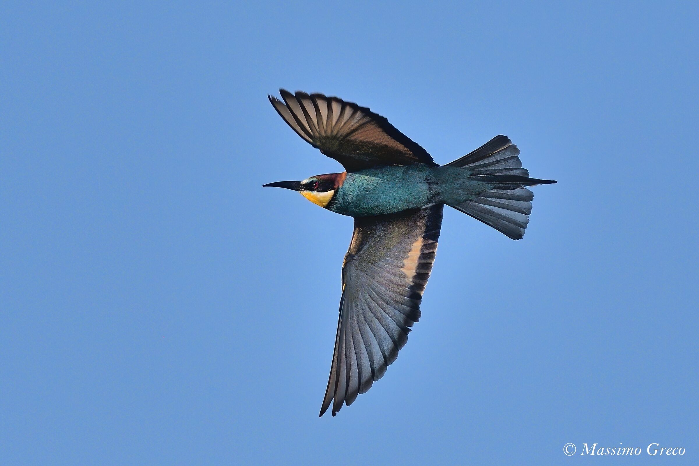 Gruccione (Merops apiaster)