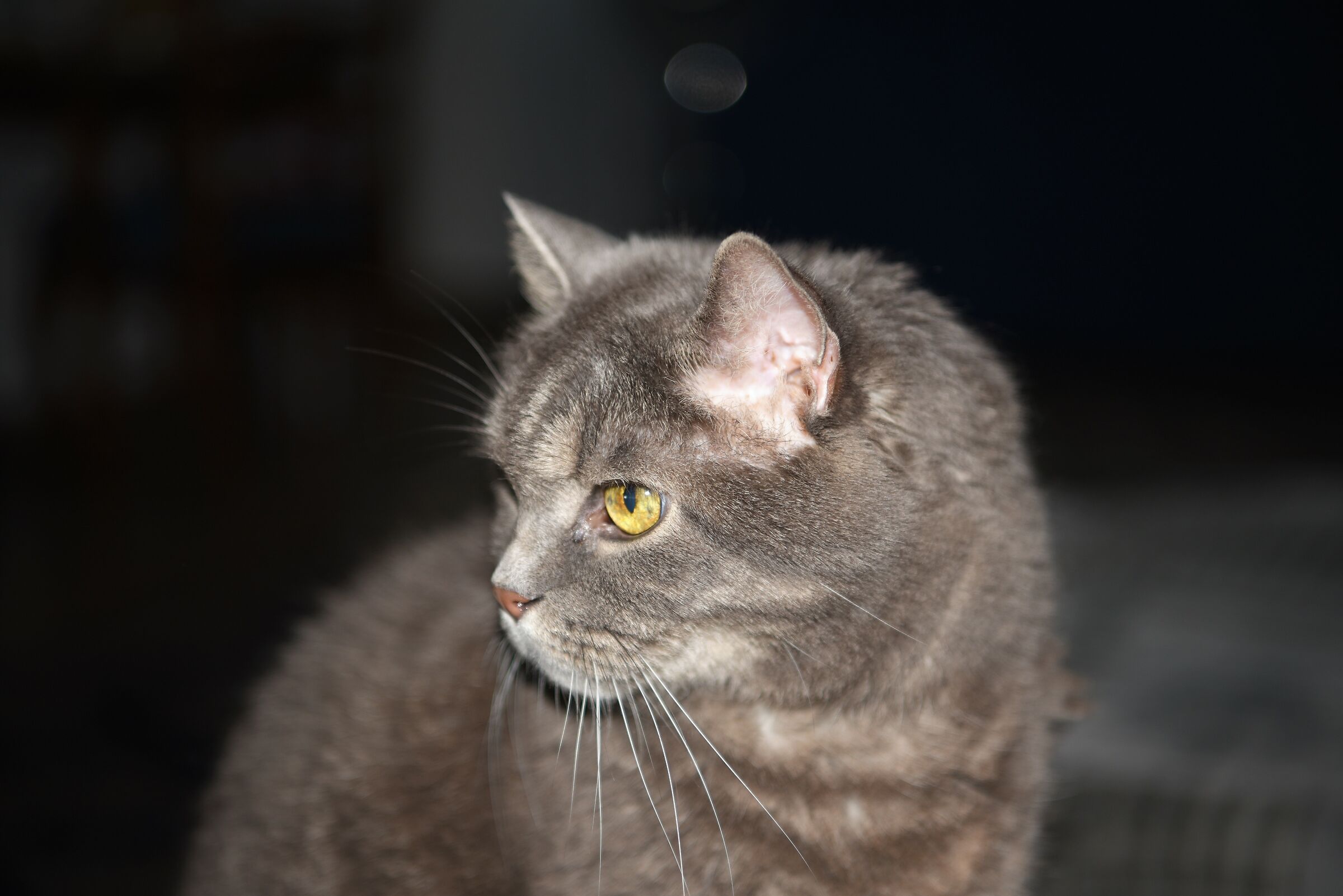 Maximilian in riflessione