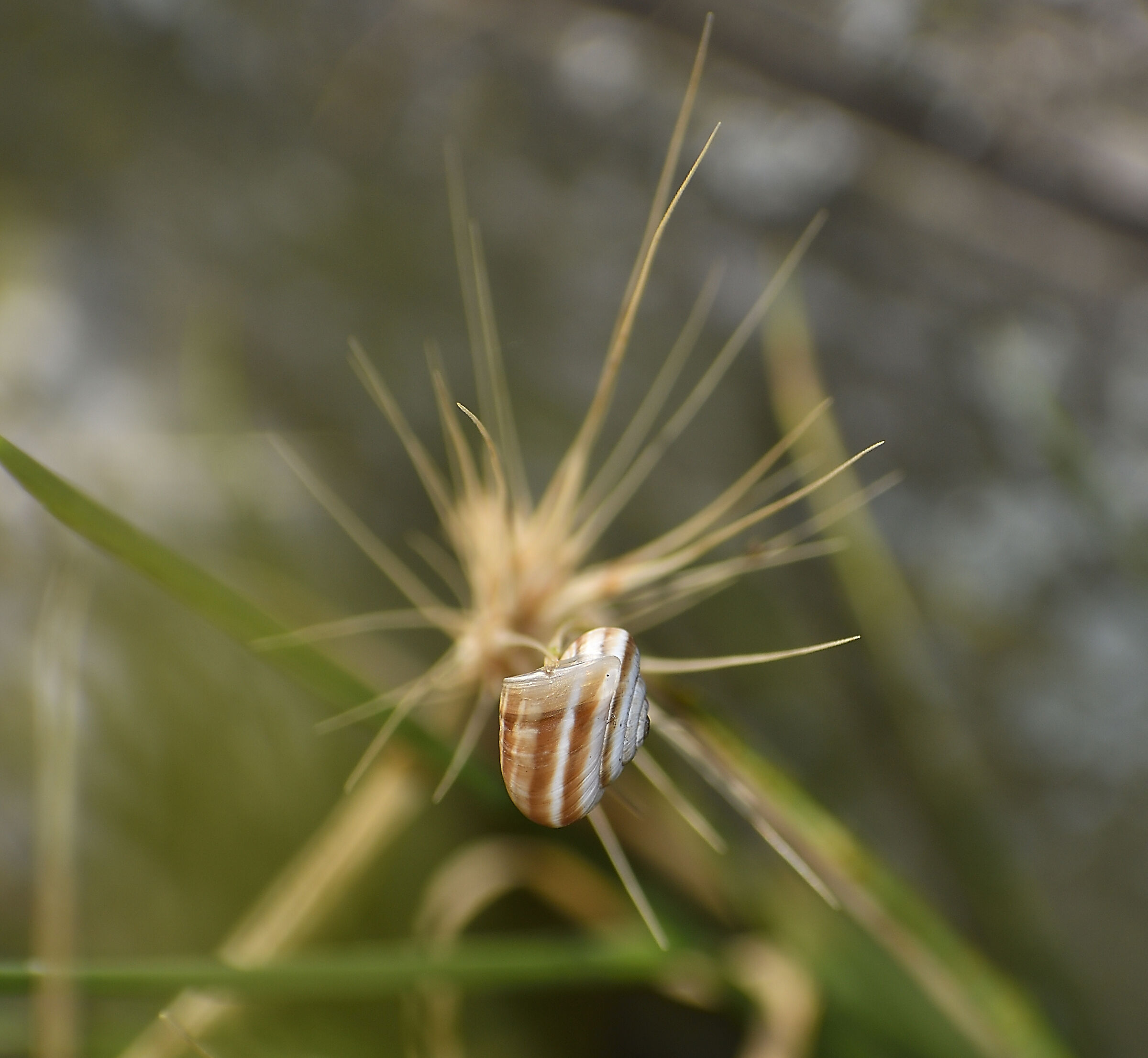 Si arrampica ovunque...