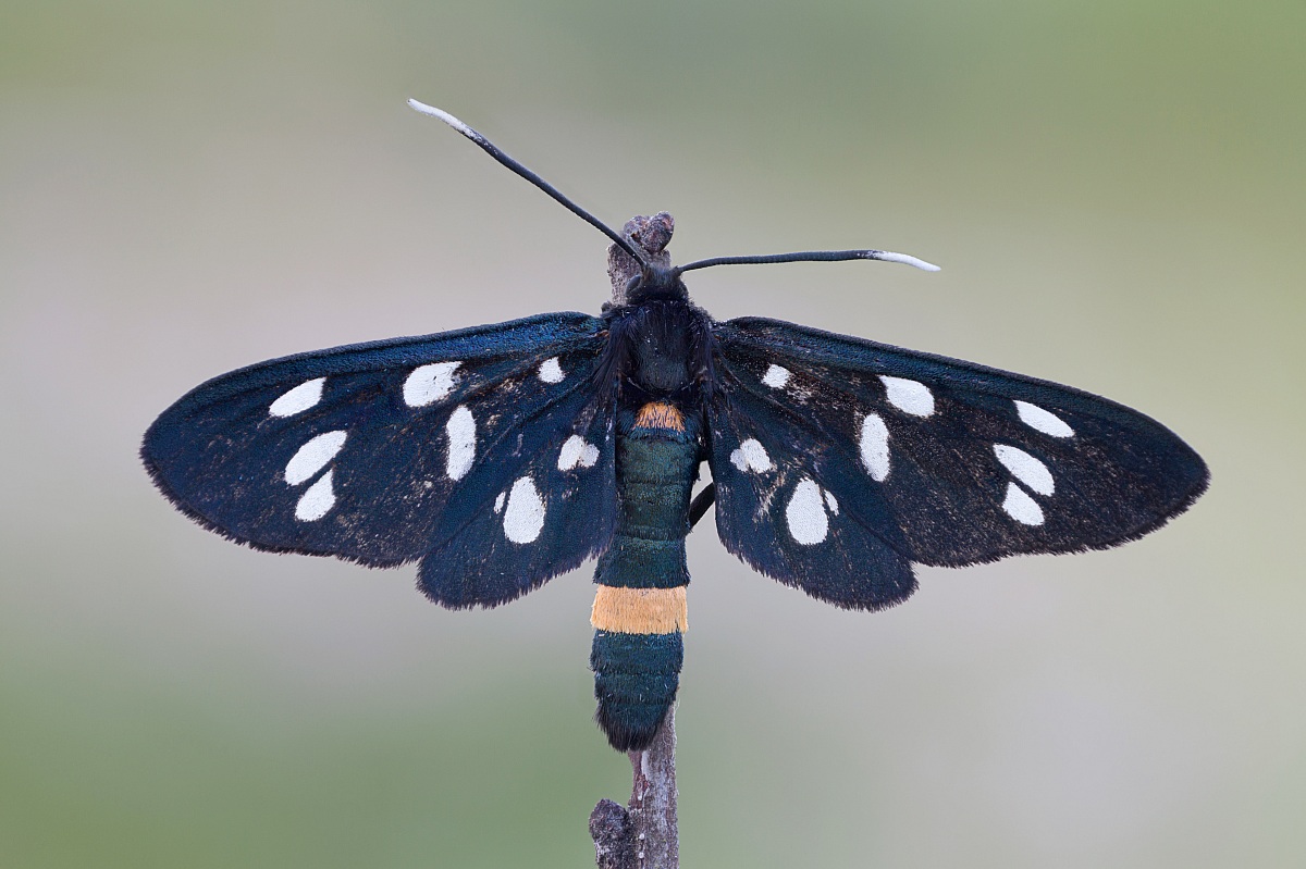 Amata phegea - part II