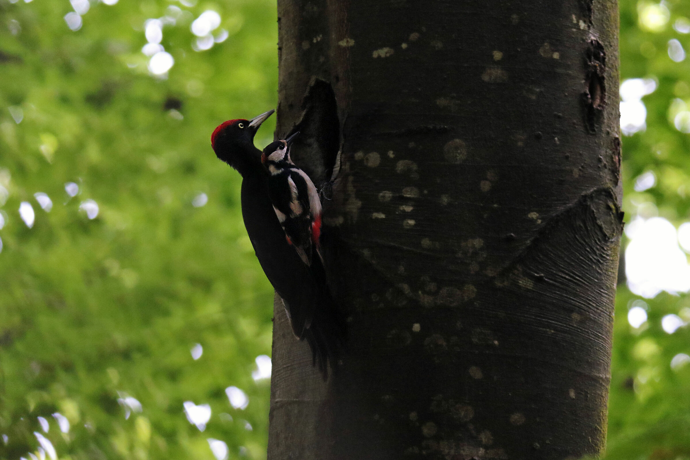 Rosso e Nero (unione di 2 foto)