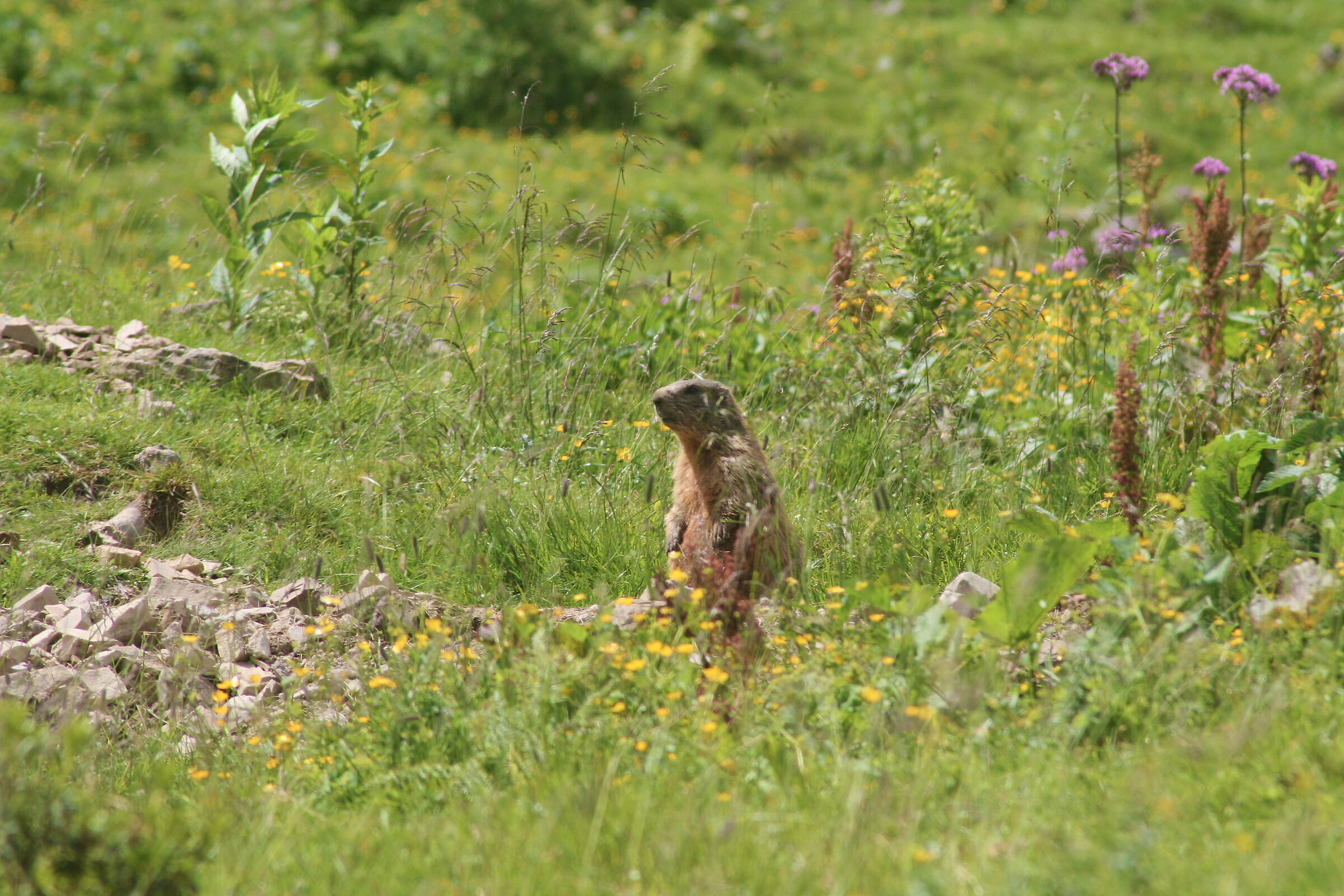 Marmot