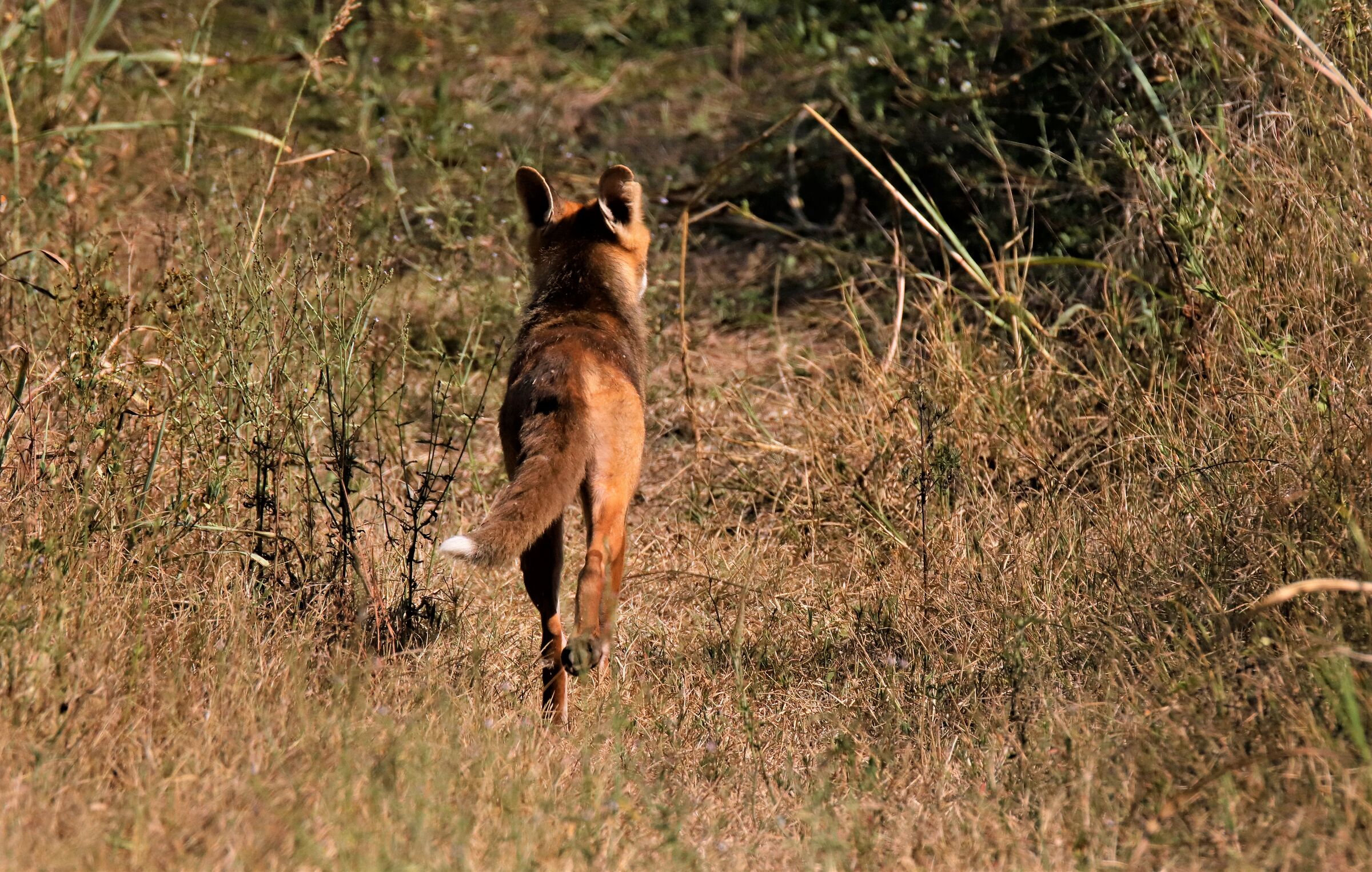 fuga,finita la gioia!!
