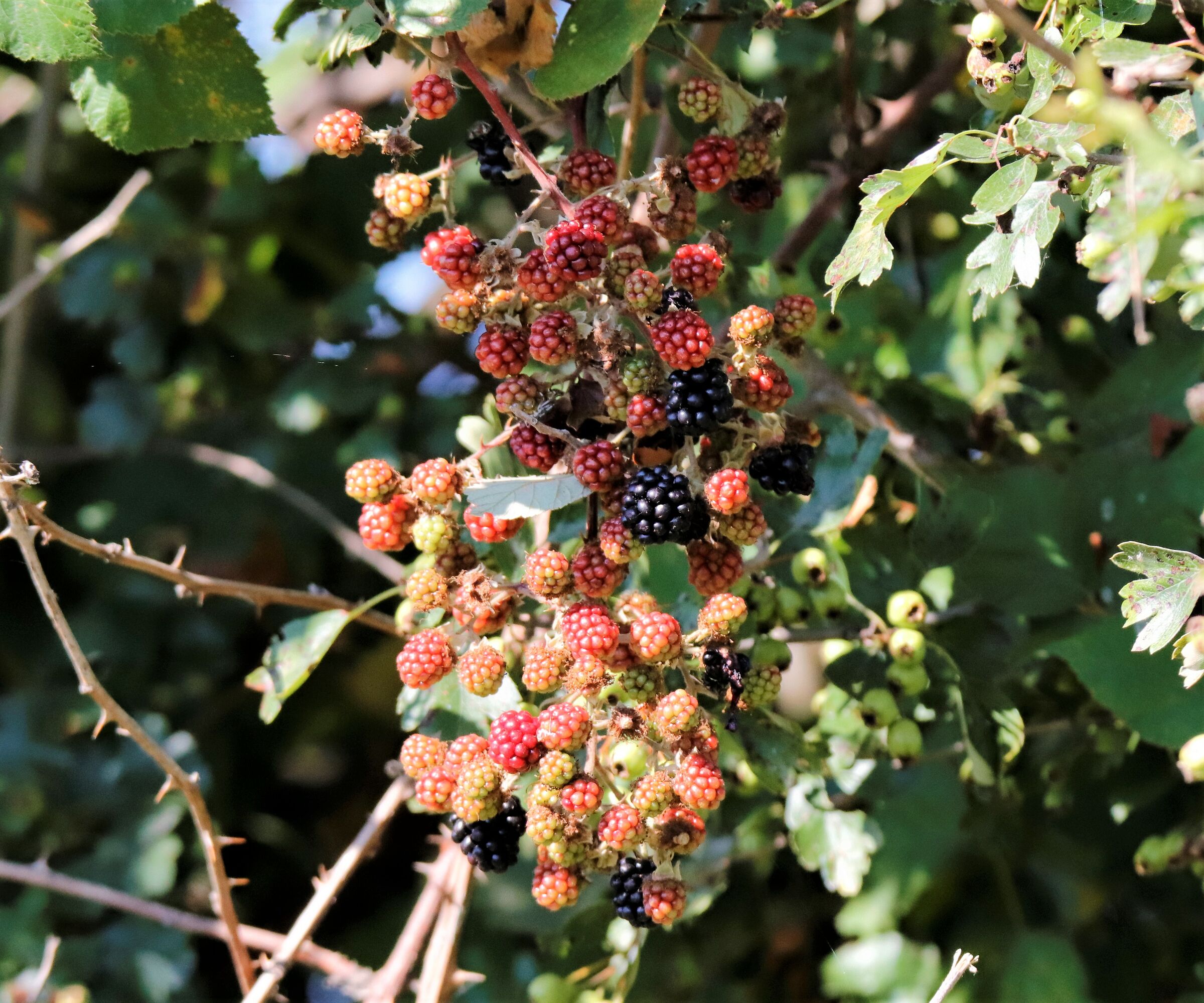 vado matto(ops andavo)x le more!!