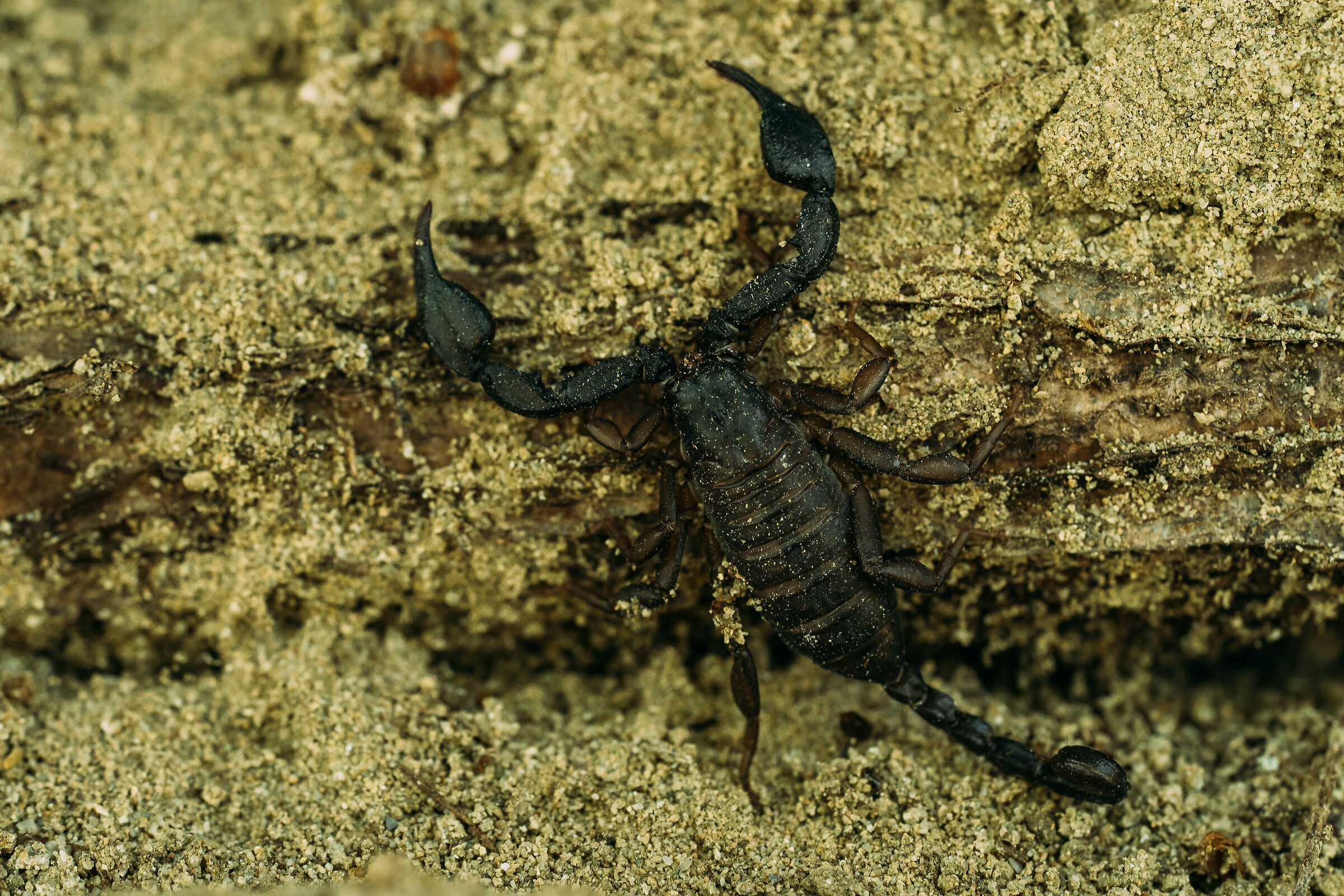 Scorpion in the Arena