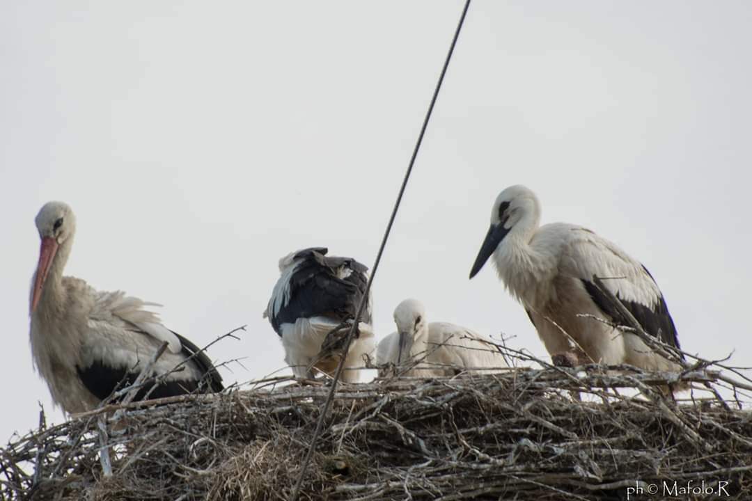 5 anni che seguo le cicogne in Grecia.