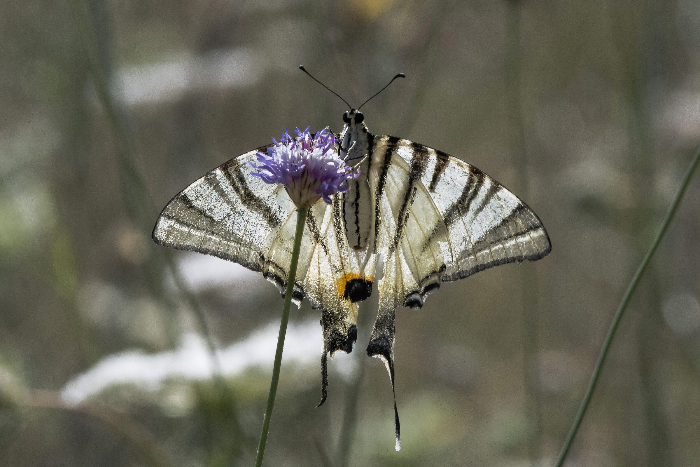 Podalirio (Iphiclides podalirius)