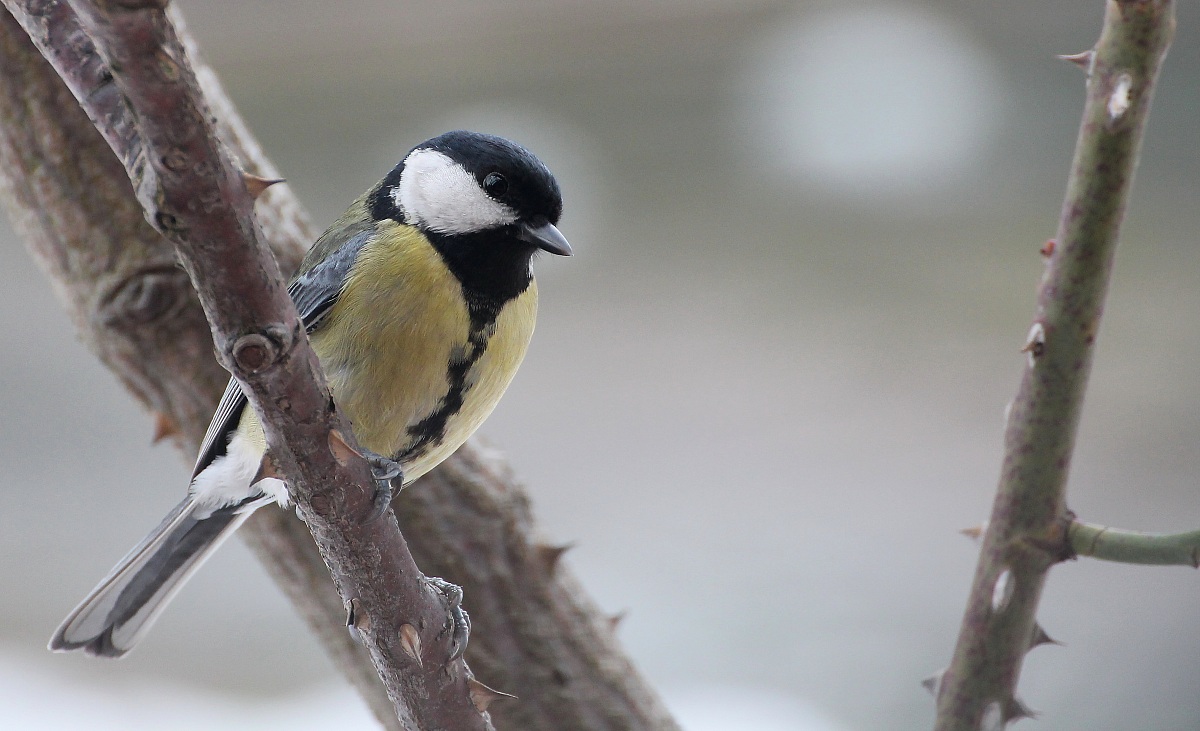 ritratto di cinciallegra