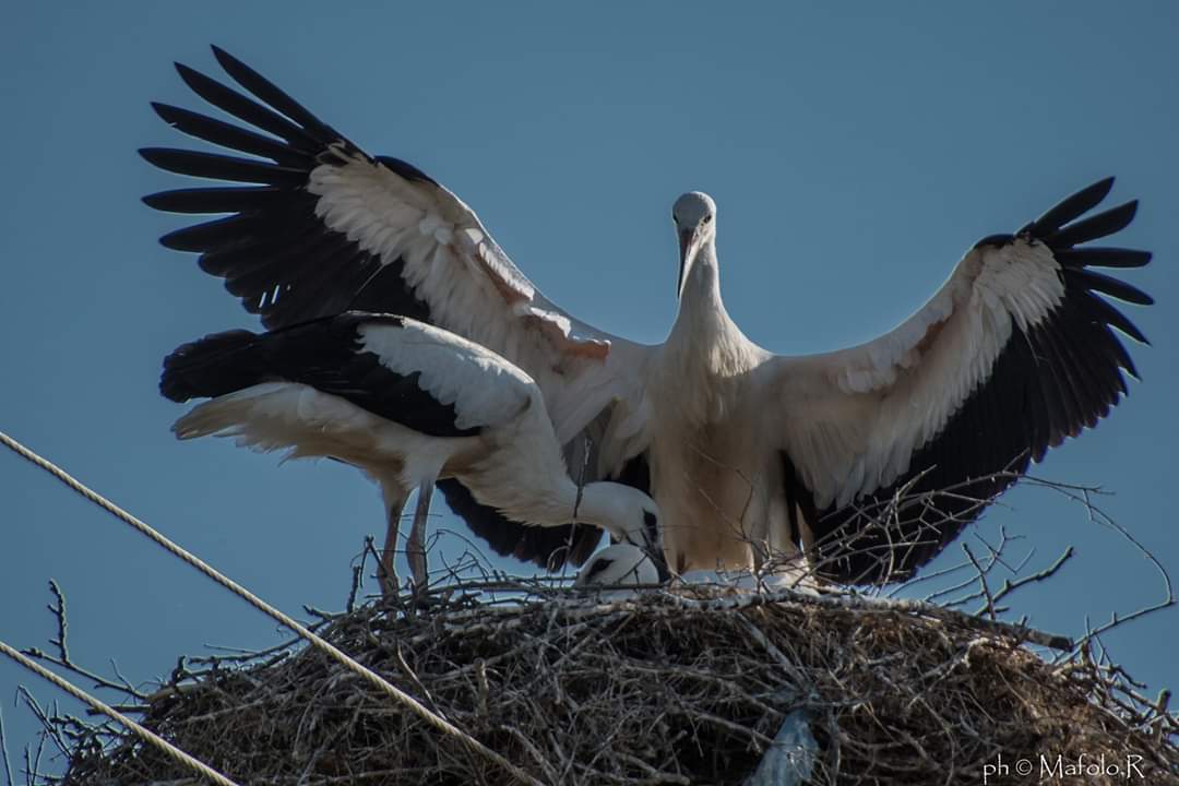 5 anni che seguo le cicogne in Grecia.