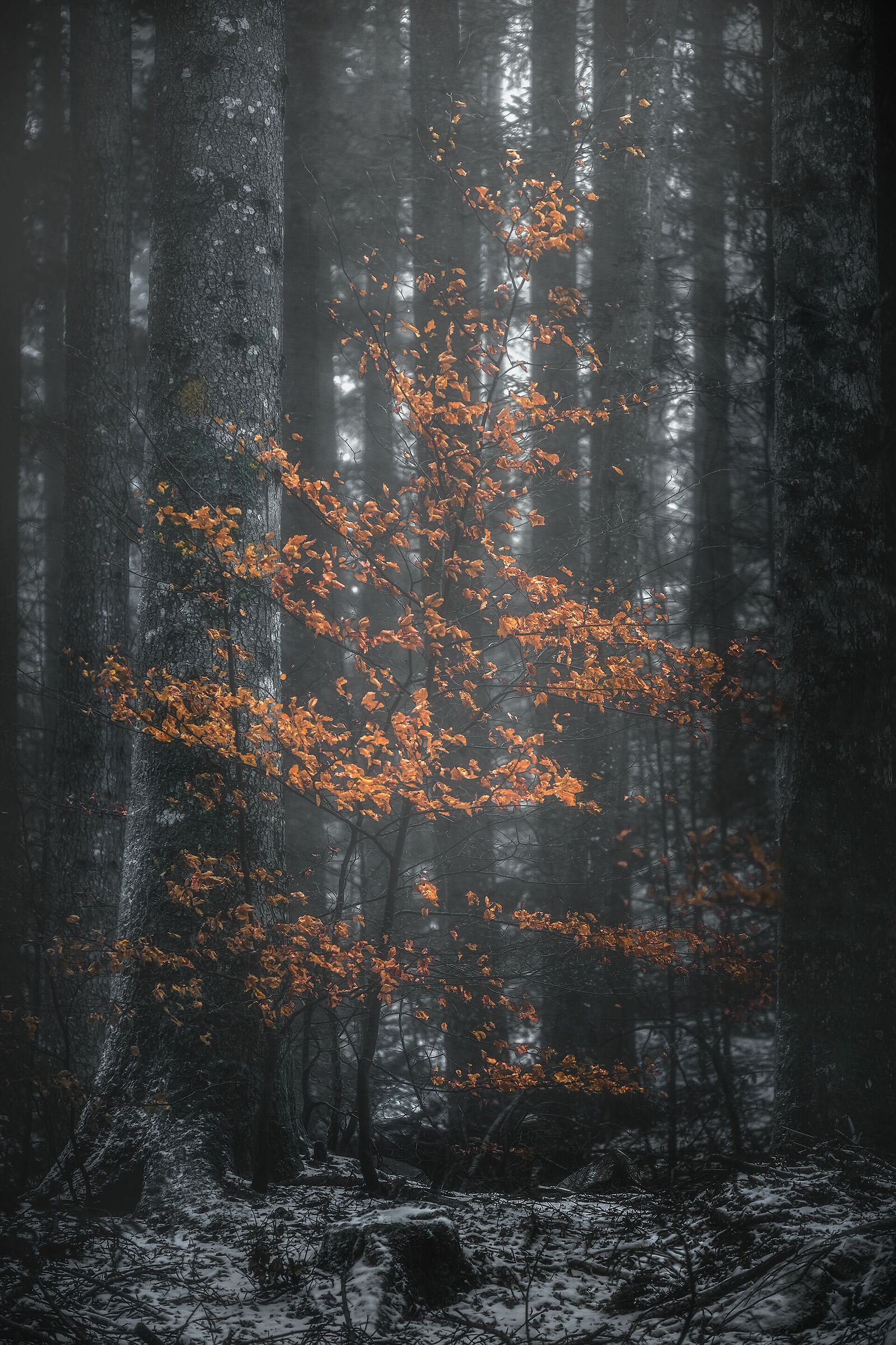 The Little Tree
