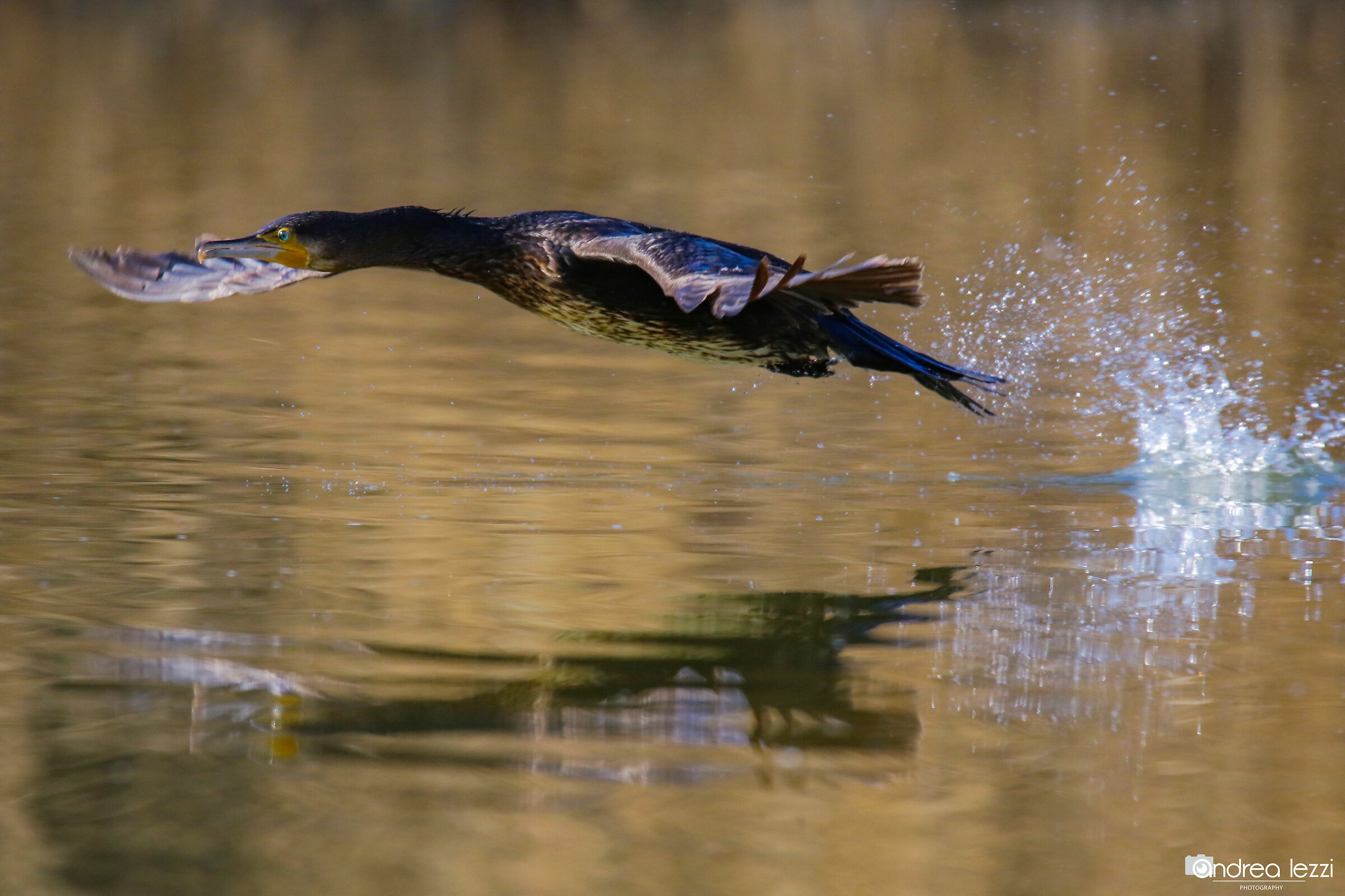 Water-haired cormorant