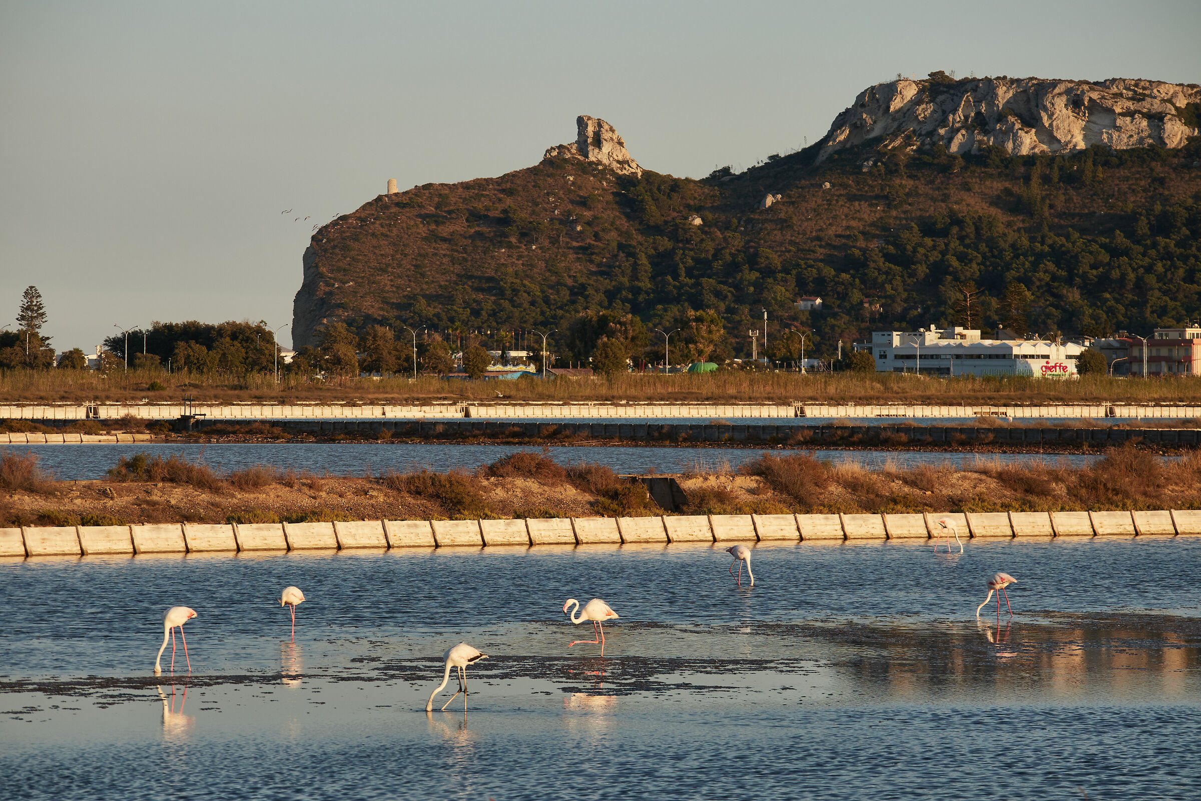 Flamingos at Molentargius National Park