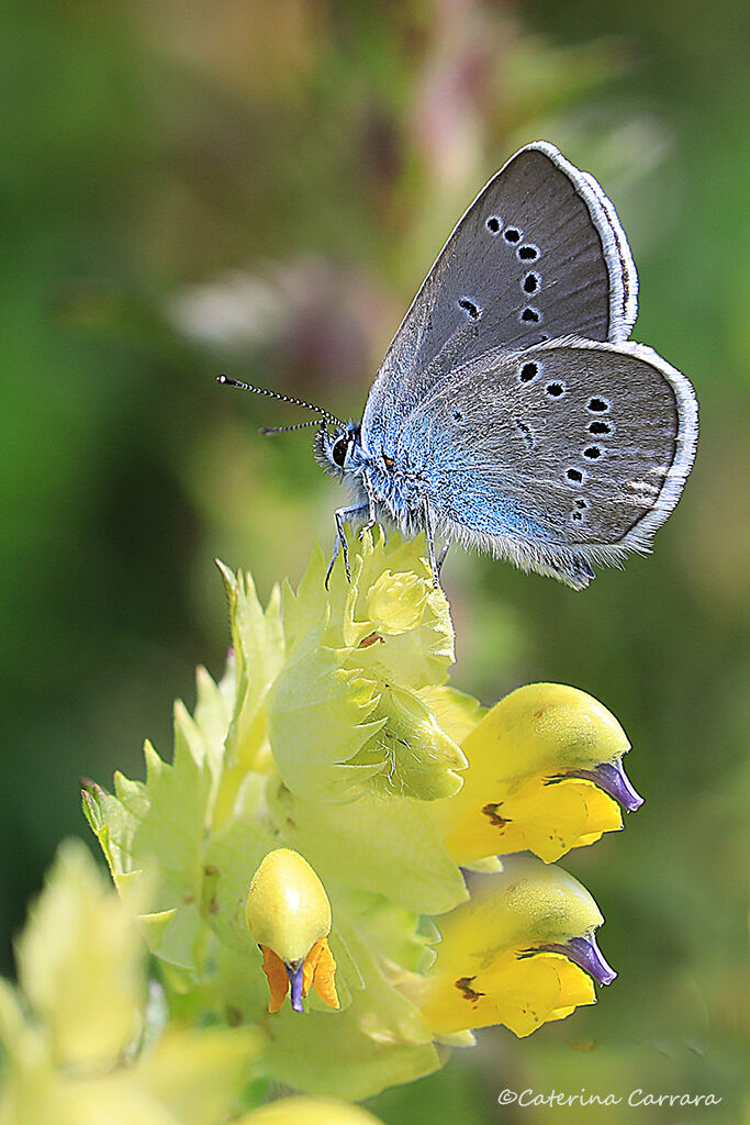 In search of the most beautiful flower