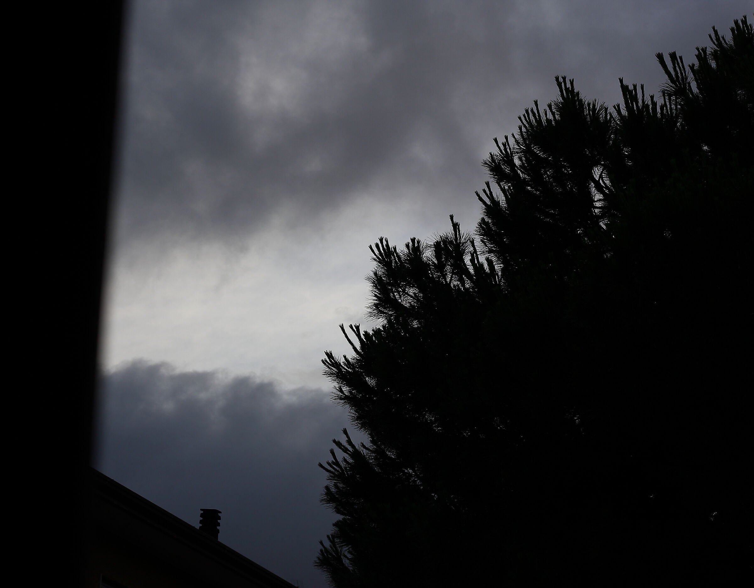 cielo nuvoloso pino marittimo