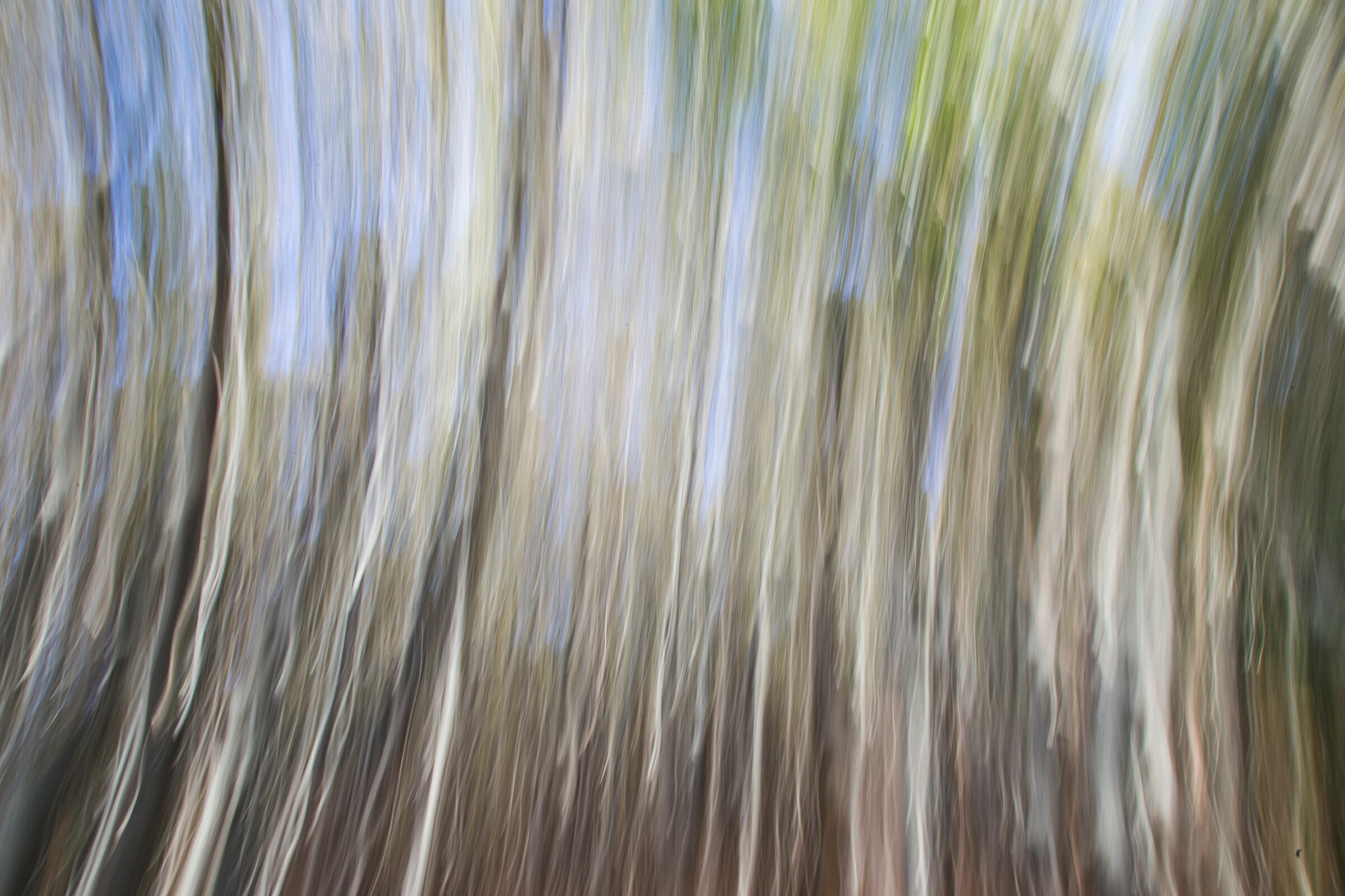 Abstracted Forest, New Hampshire
