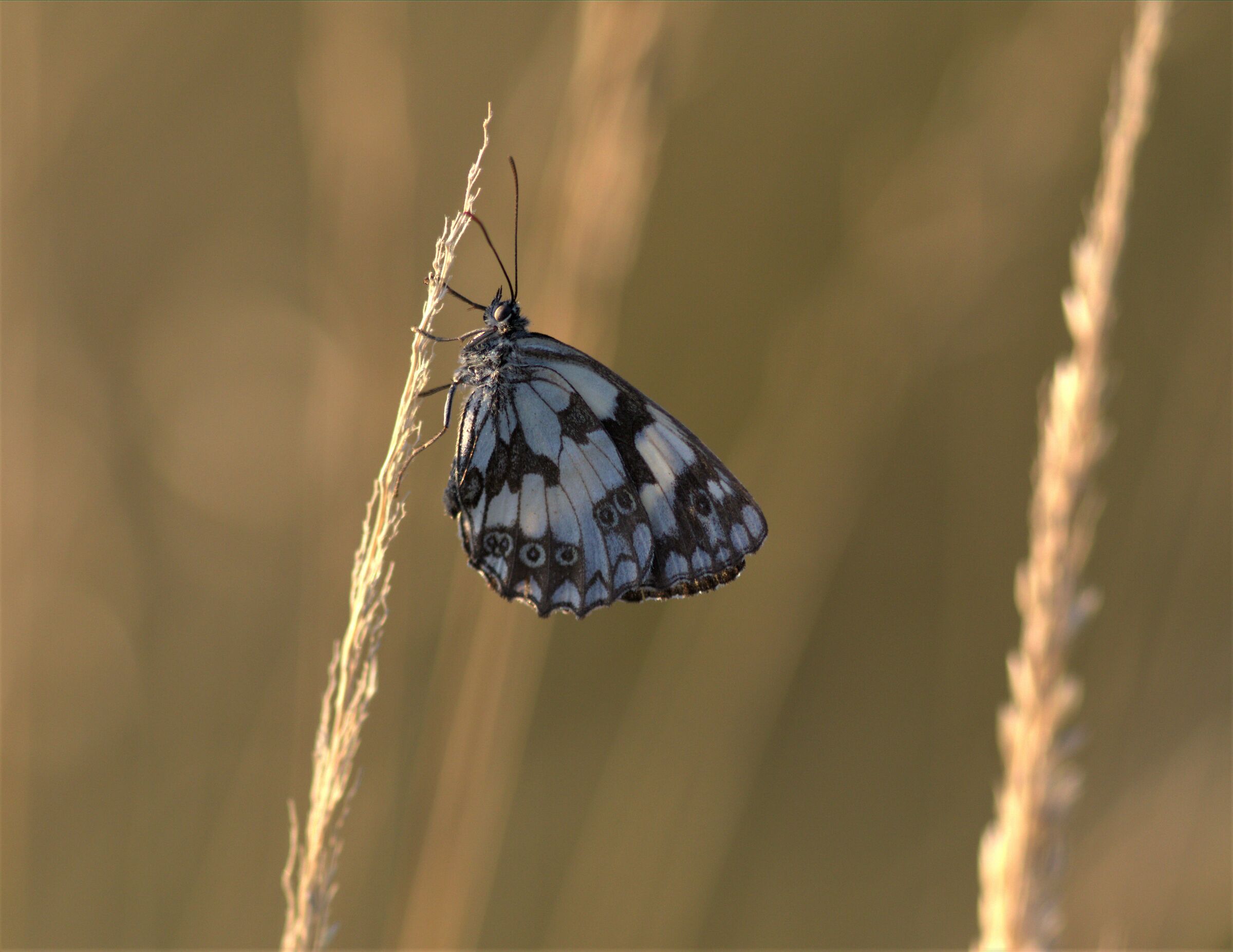 melanargia