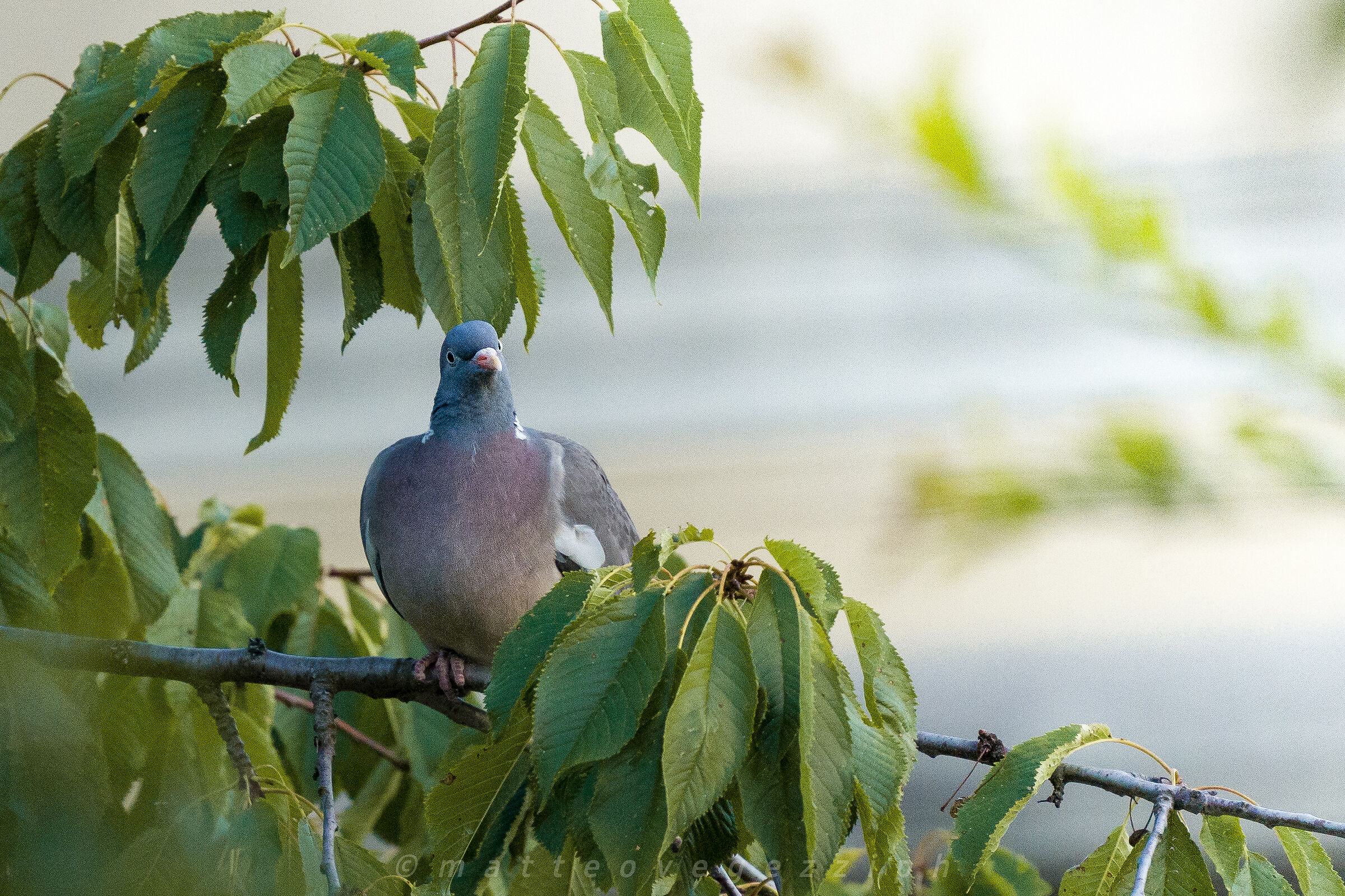 Primo scatto con Sony fe 200-600mm