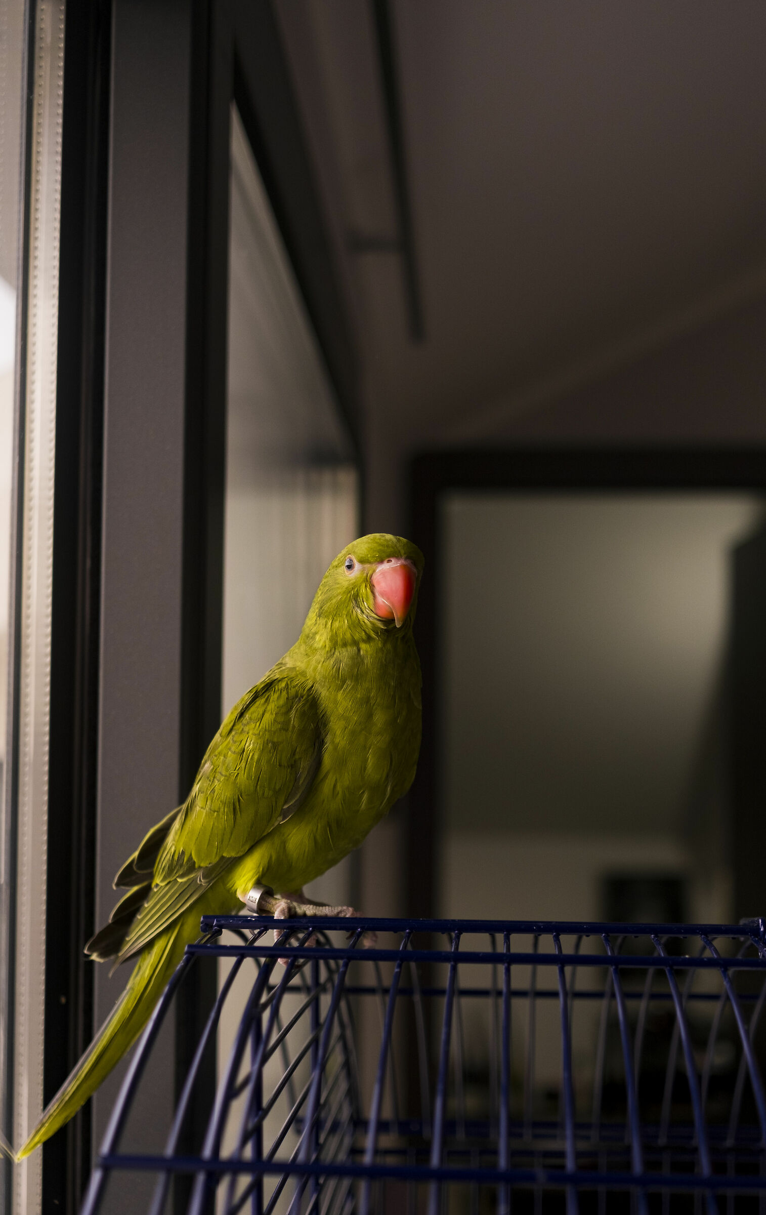 Pepe Parrocchetto dal collare