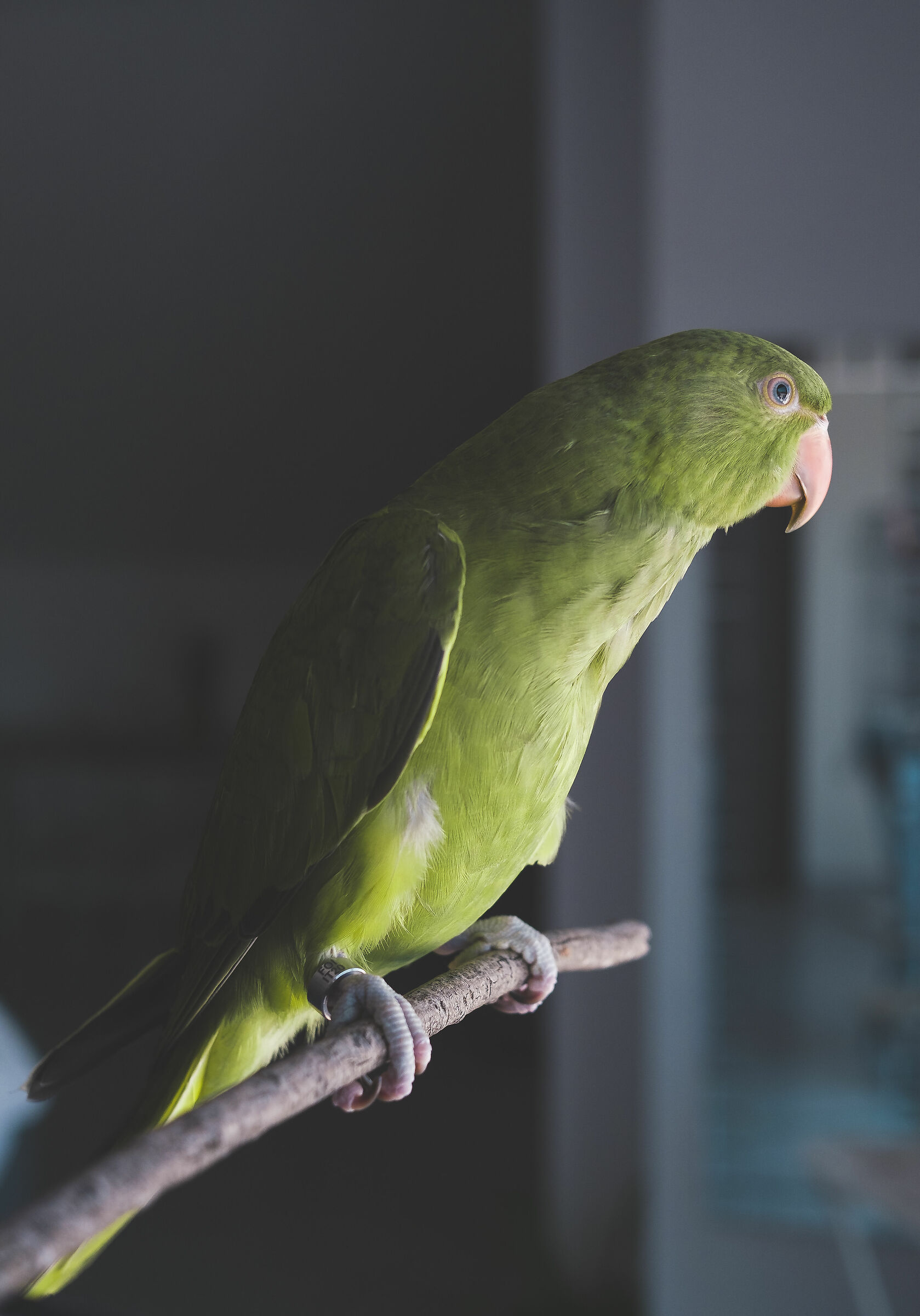 Pepe Parrocchetto dal collare