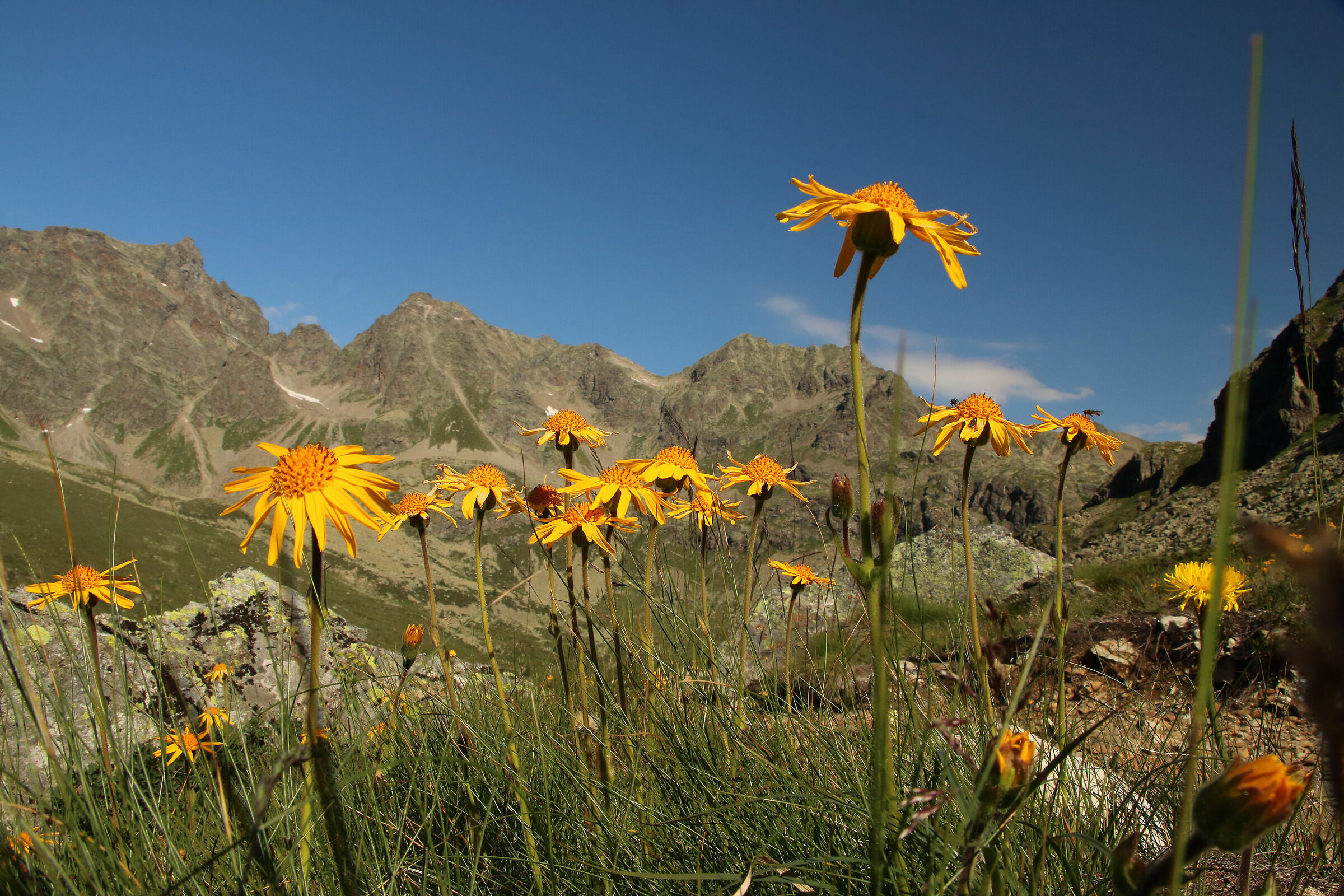 "arnica" sugli alti pendii