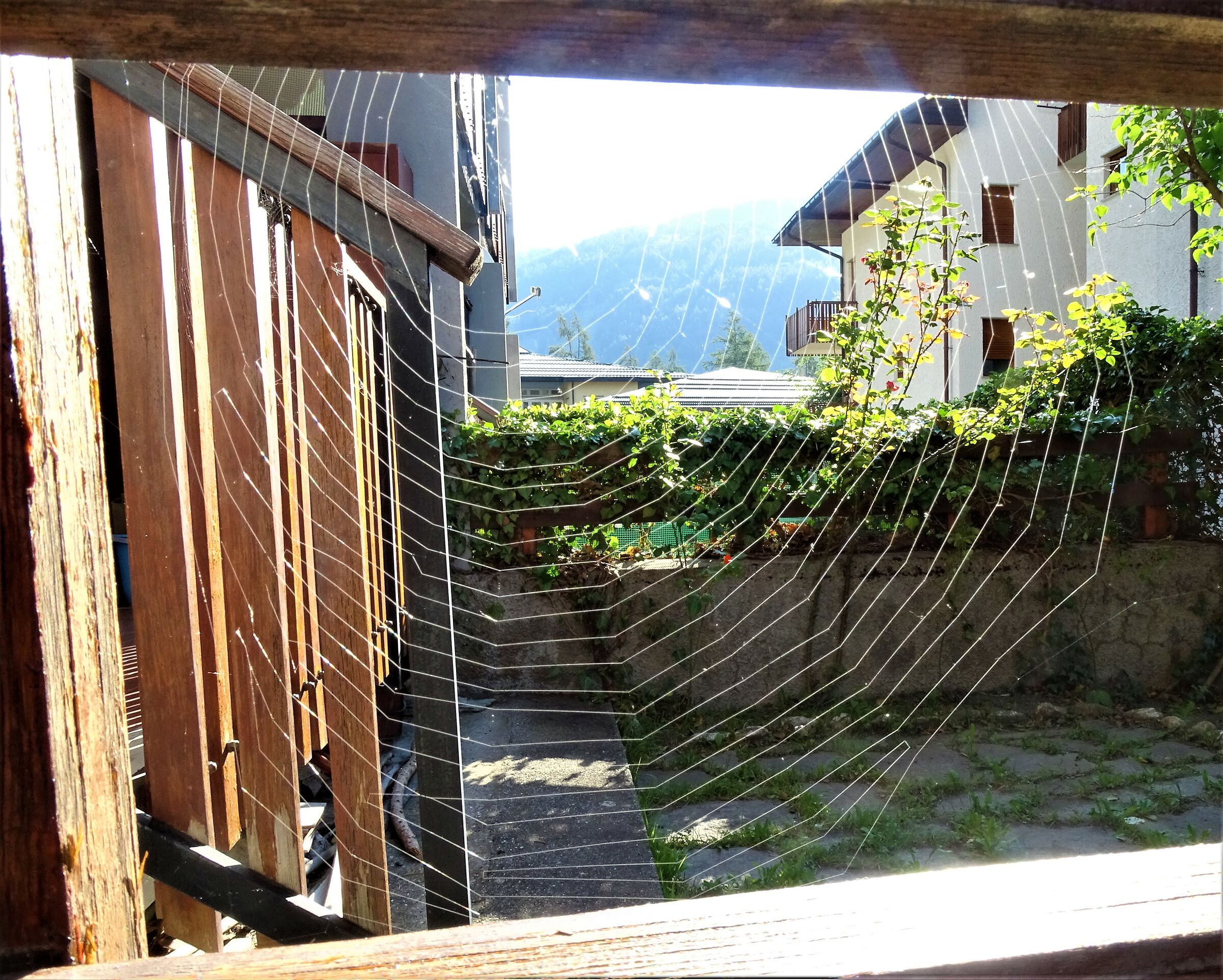 ragnatela di montagna...
