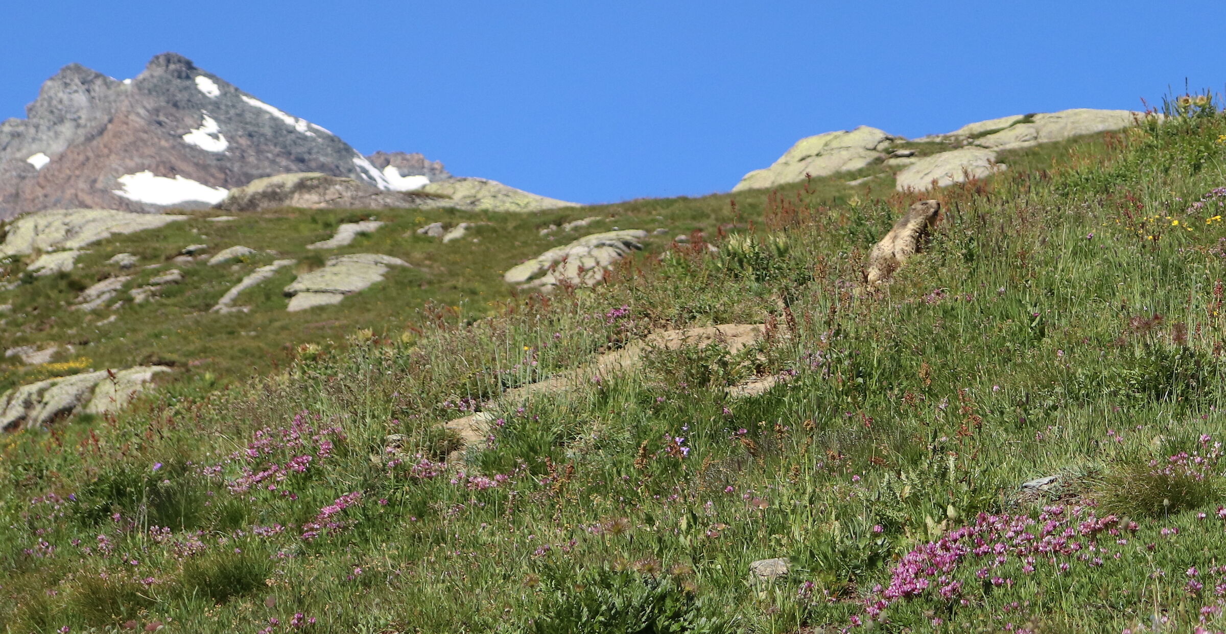 Nivolet Marmot