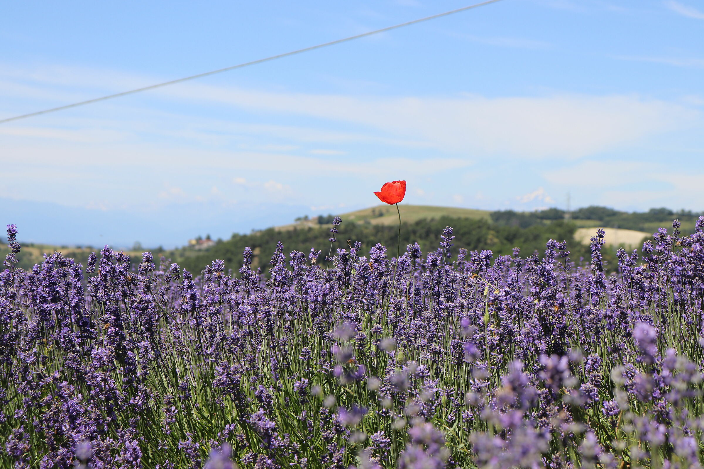 Lavender Fields - St. John's Rooms