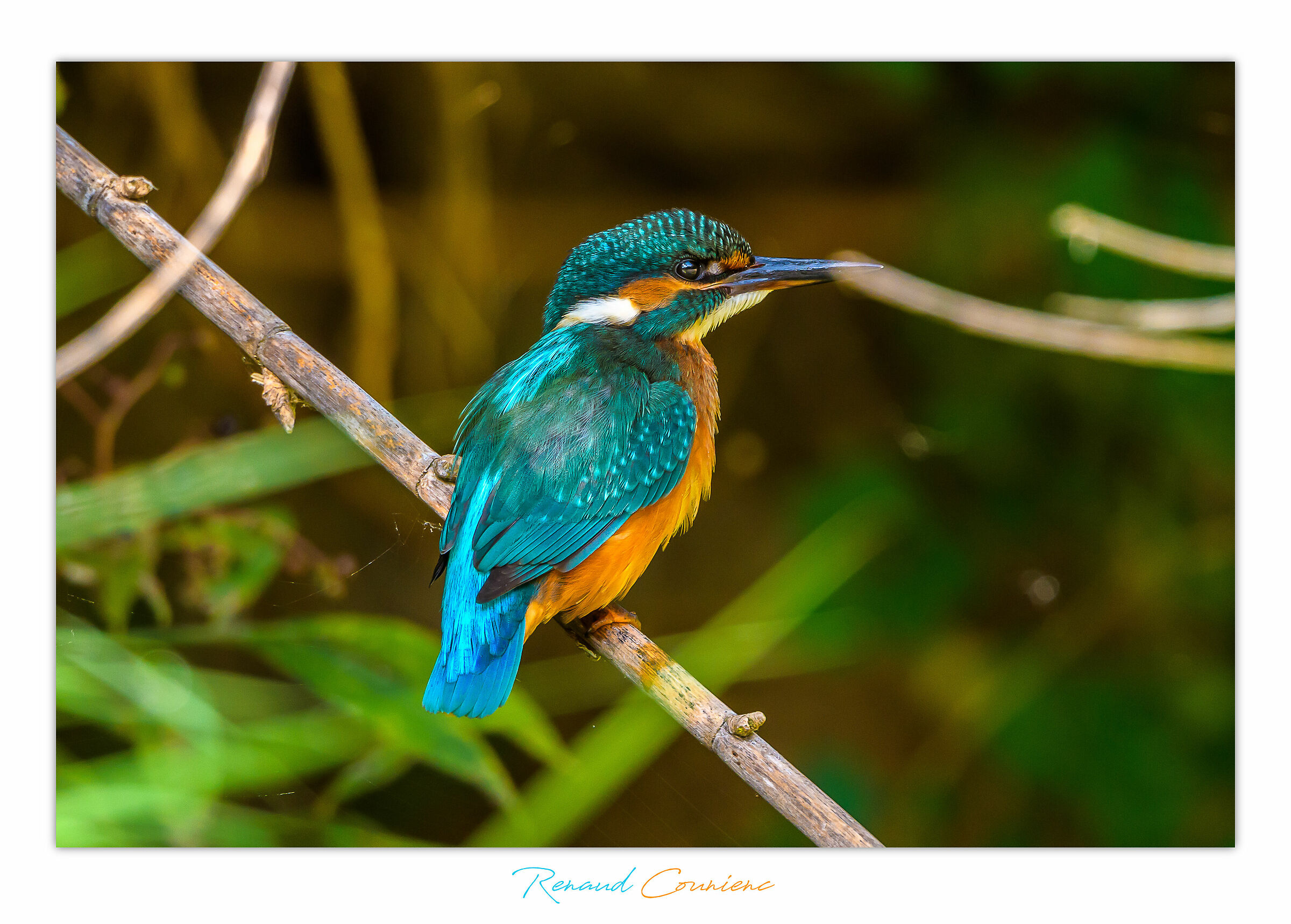 È quasi atterrata su di me :)