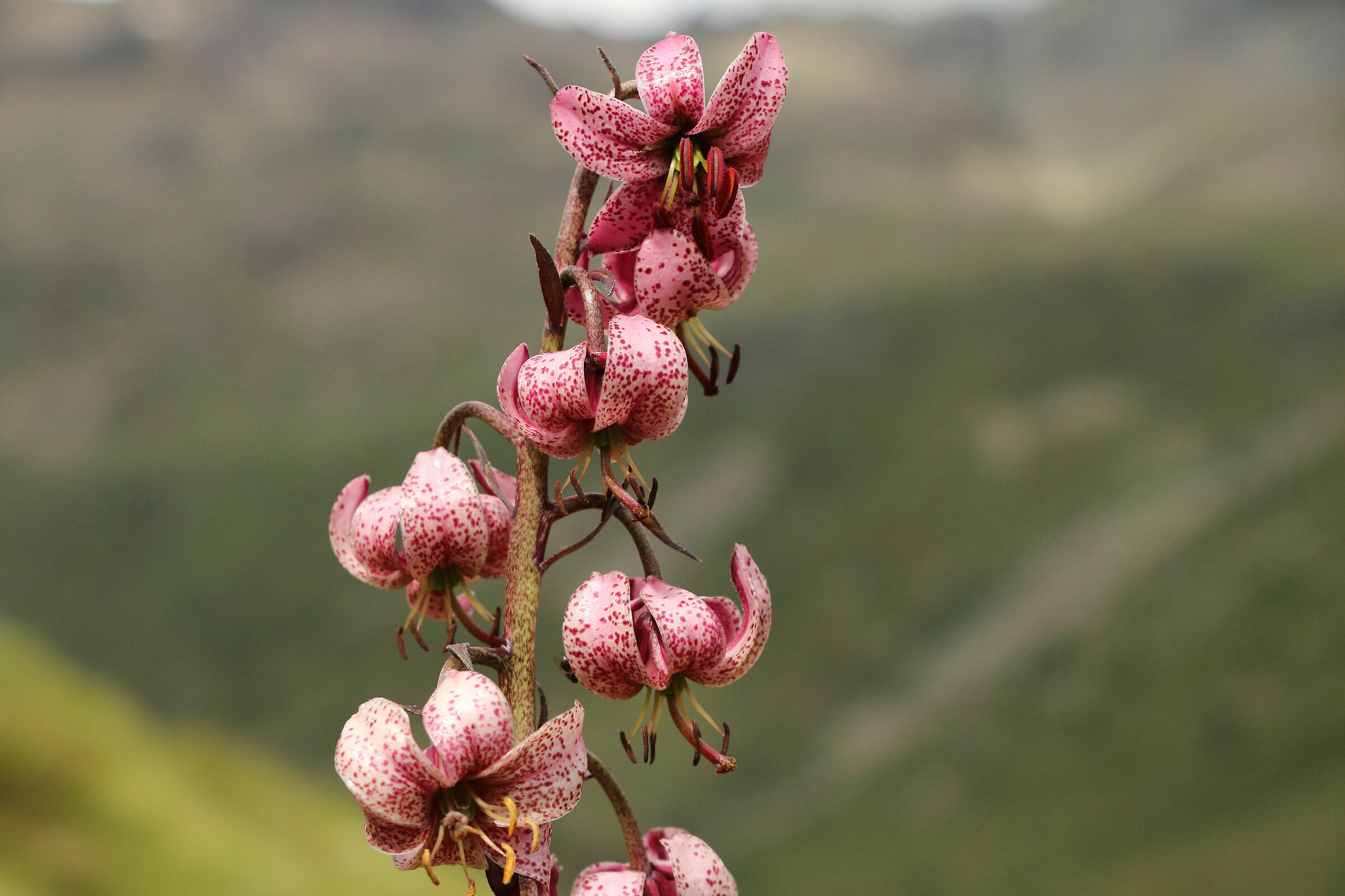 il martagone in quota