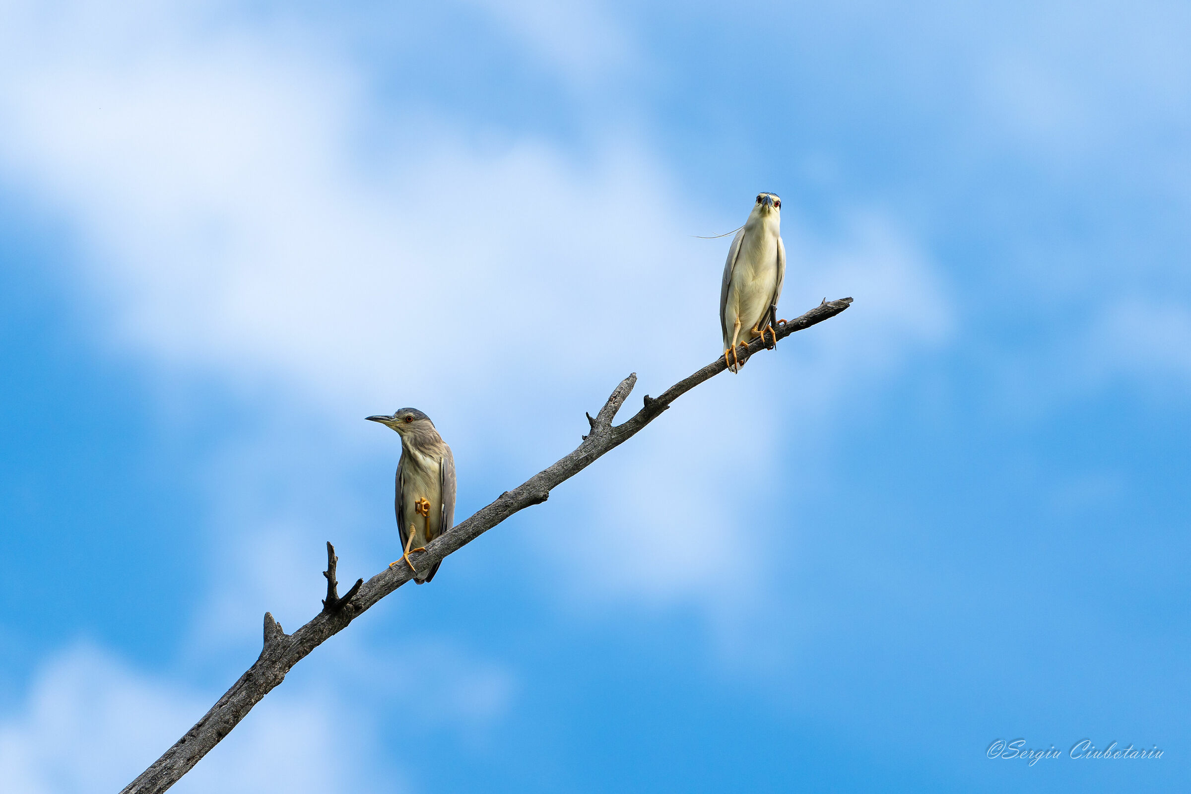 Nycticorax nycticorax