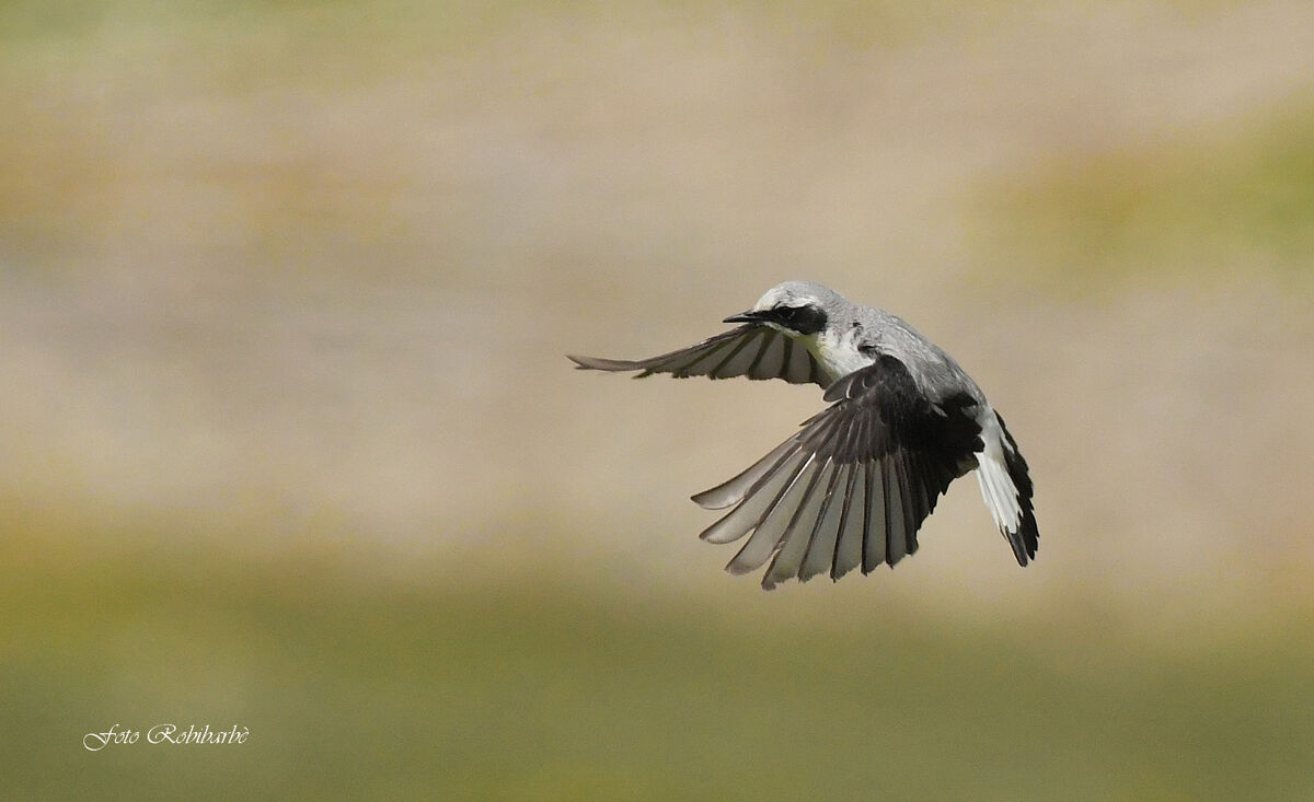 Culbianco....spirito santo...