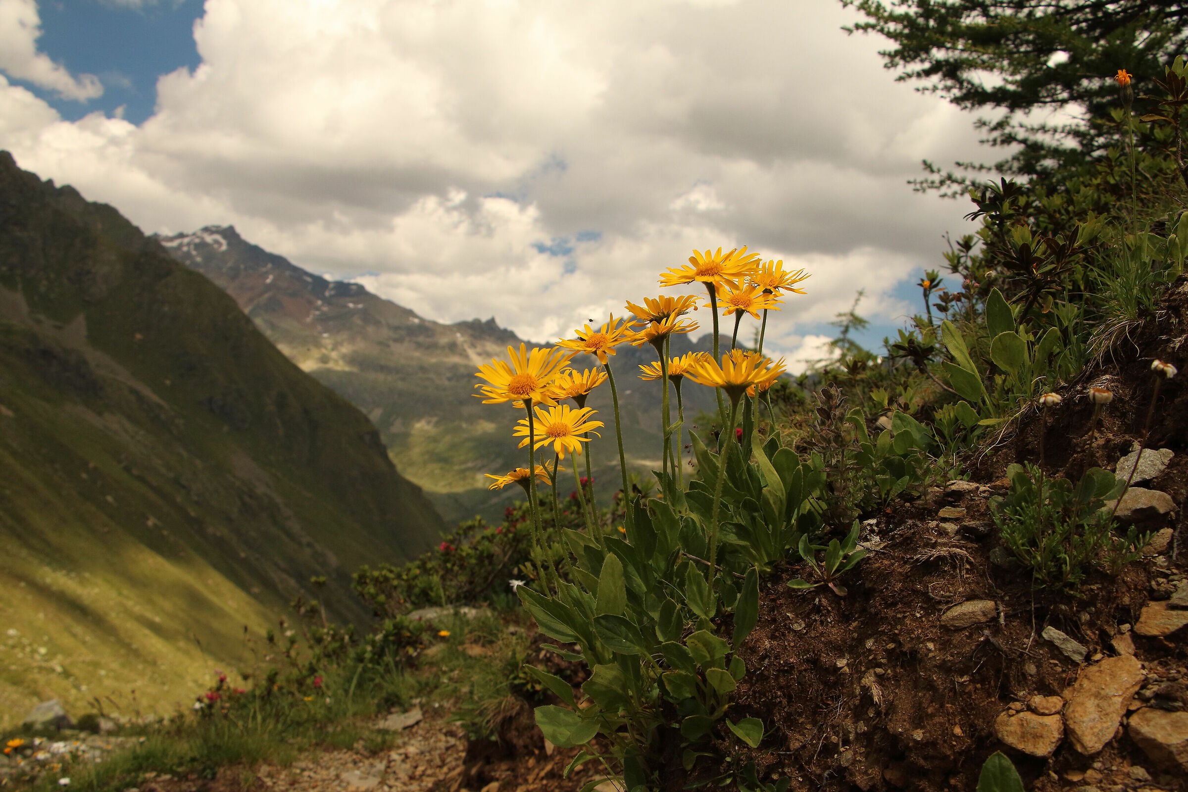 arnica tra i rododendri